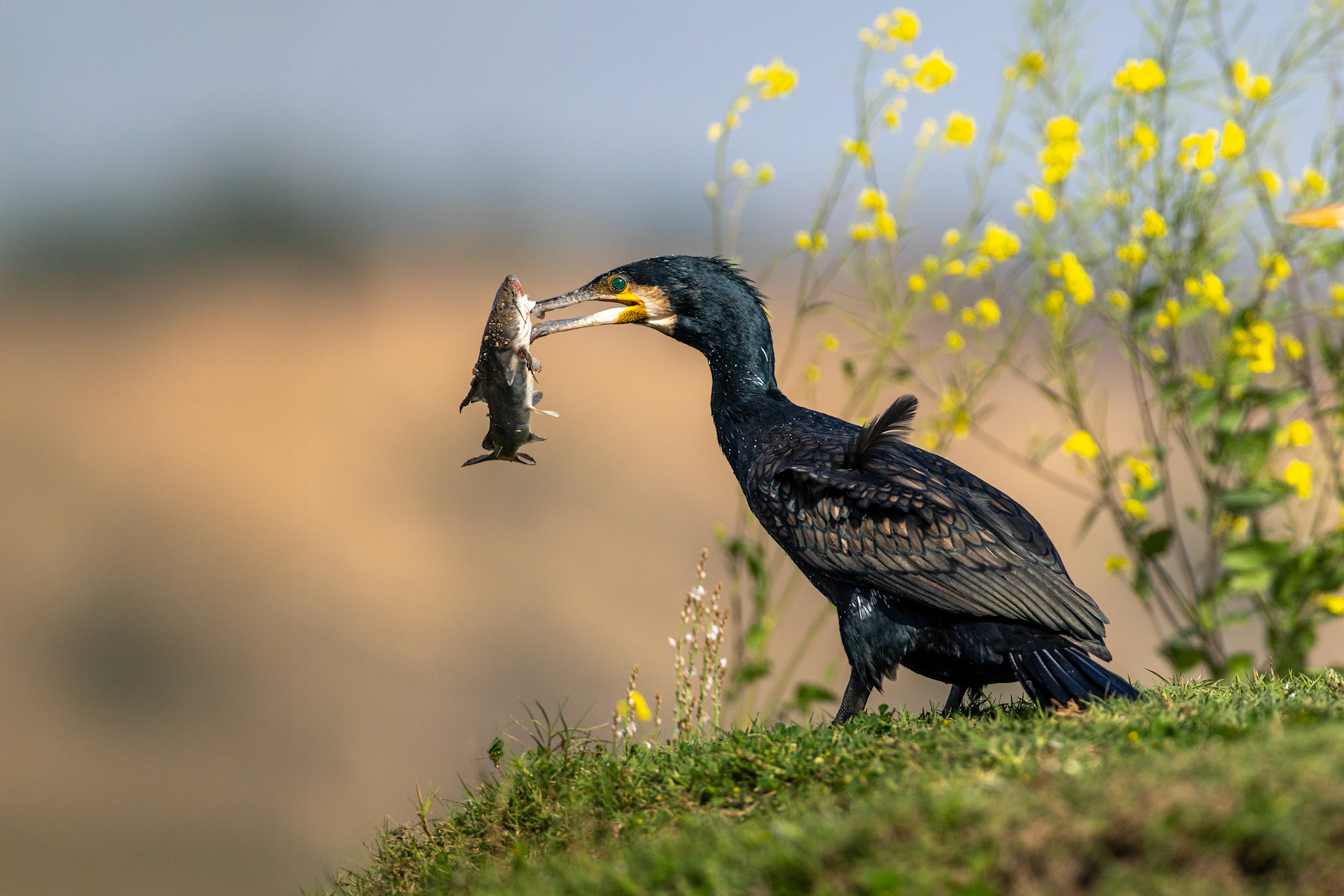 Great cormorant, Chambal river, India