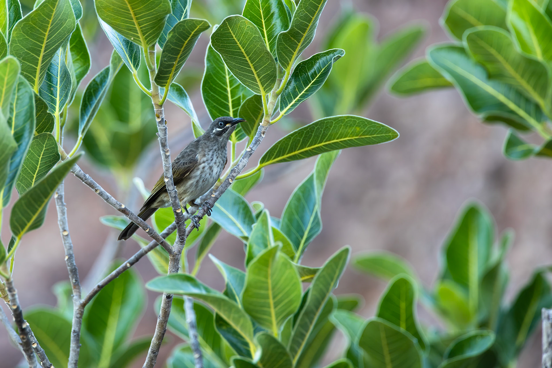 White-lined honeyeater, Nawurlandja, Kakadu, Australia