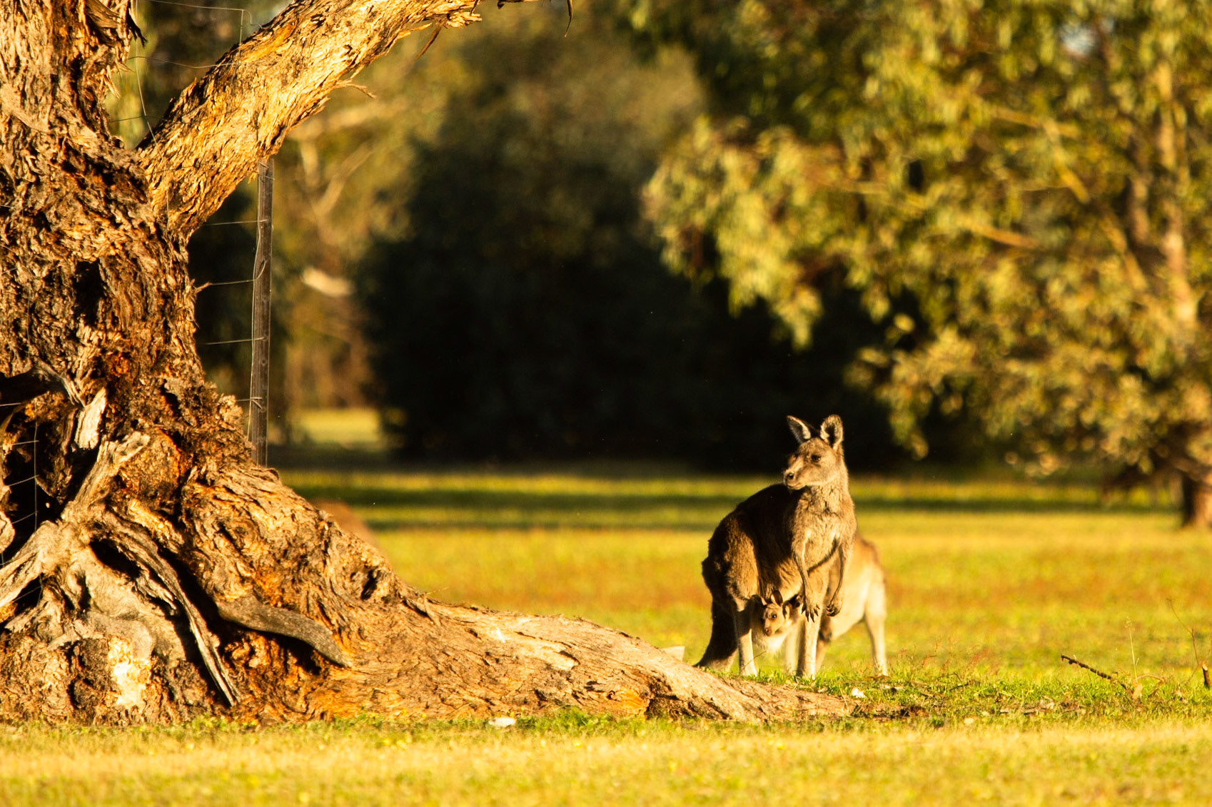 Eastern grey kangaroo, Eagle Wings Rise, Hall's Gap, The Grampians, Victoria
