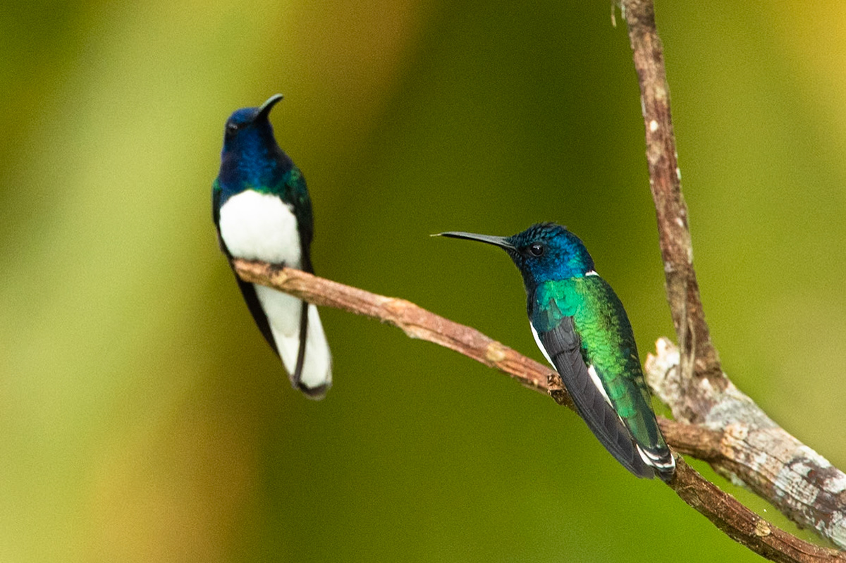 White-necked Jacobin, Amazonia Lodge, Peru