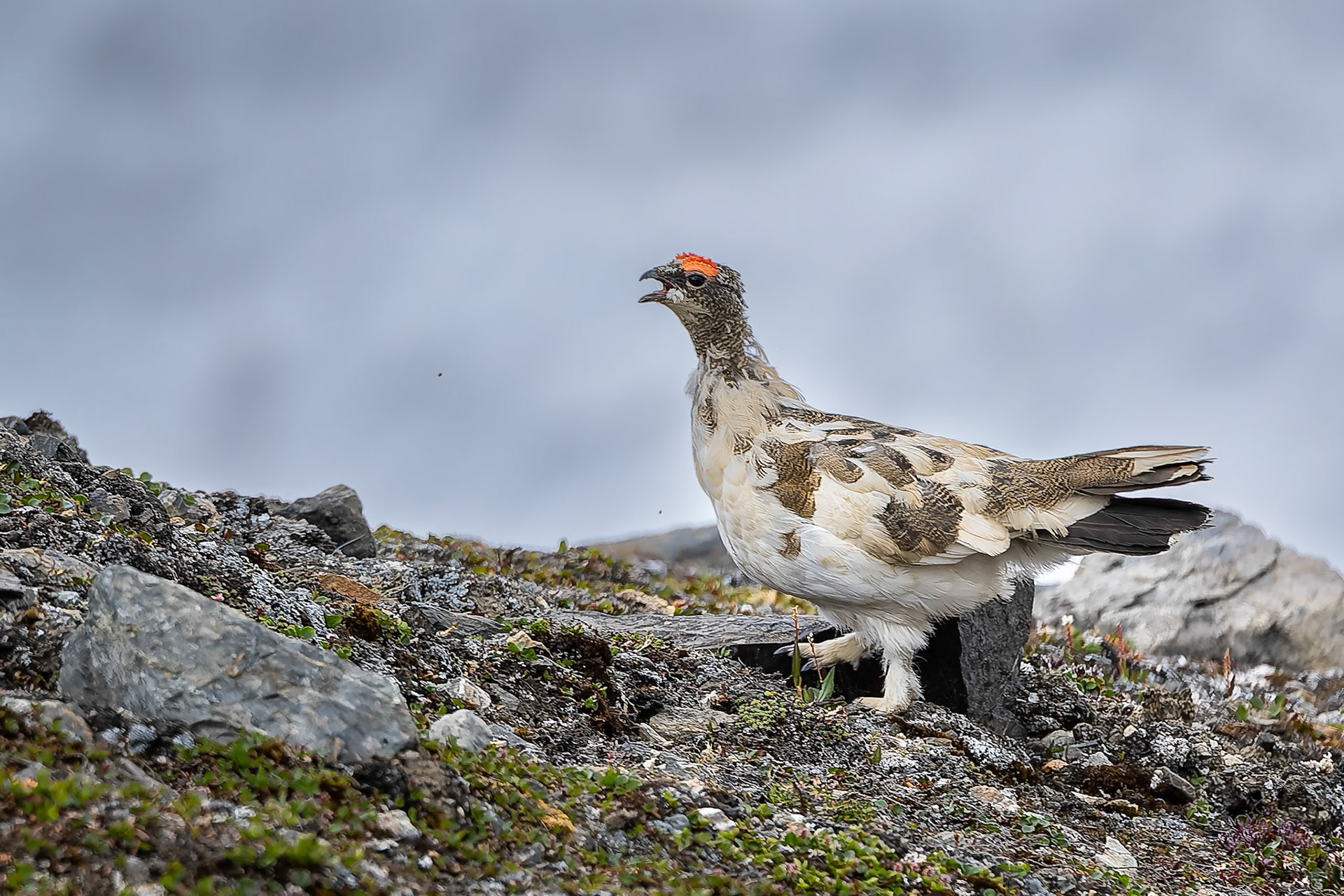 Rock ptarmigan, Texas Bar, Svalbard, Norway
