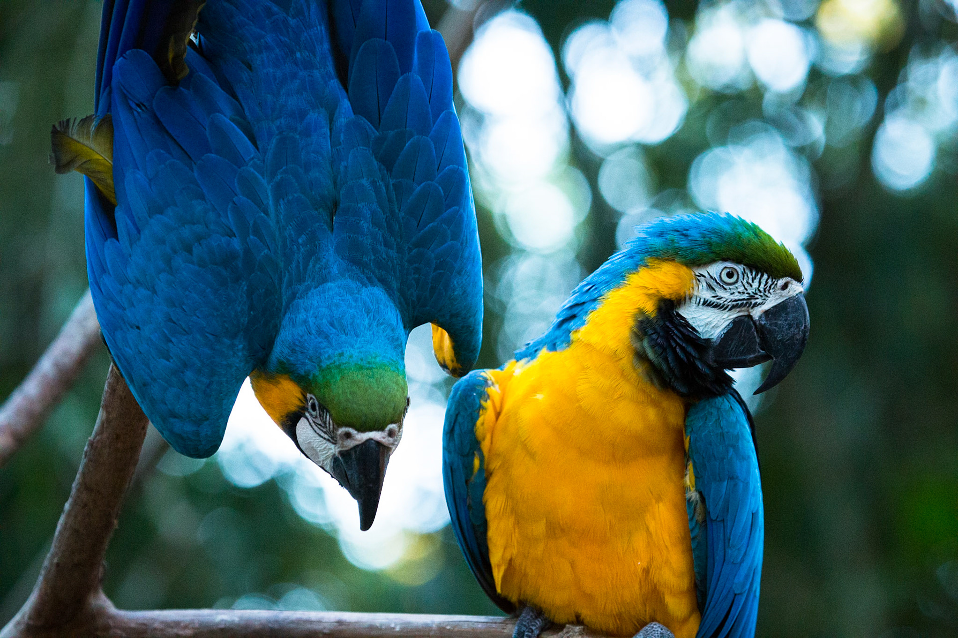 Blue and yellow macaw, Iguassu bird park