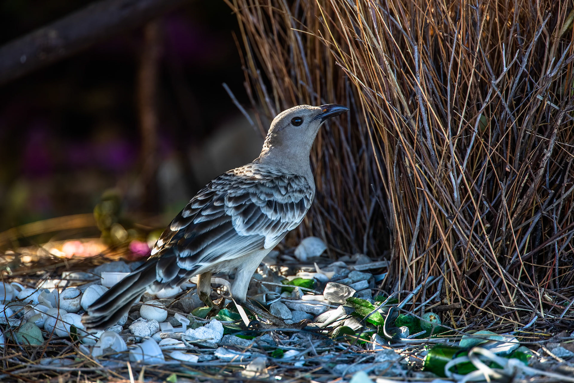 Great bowerbird, Pine Creek, Northern Territory, Australia