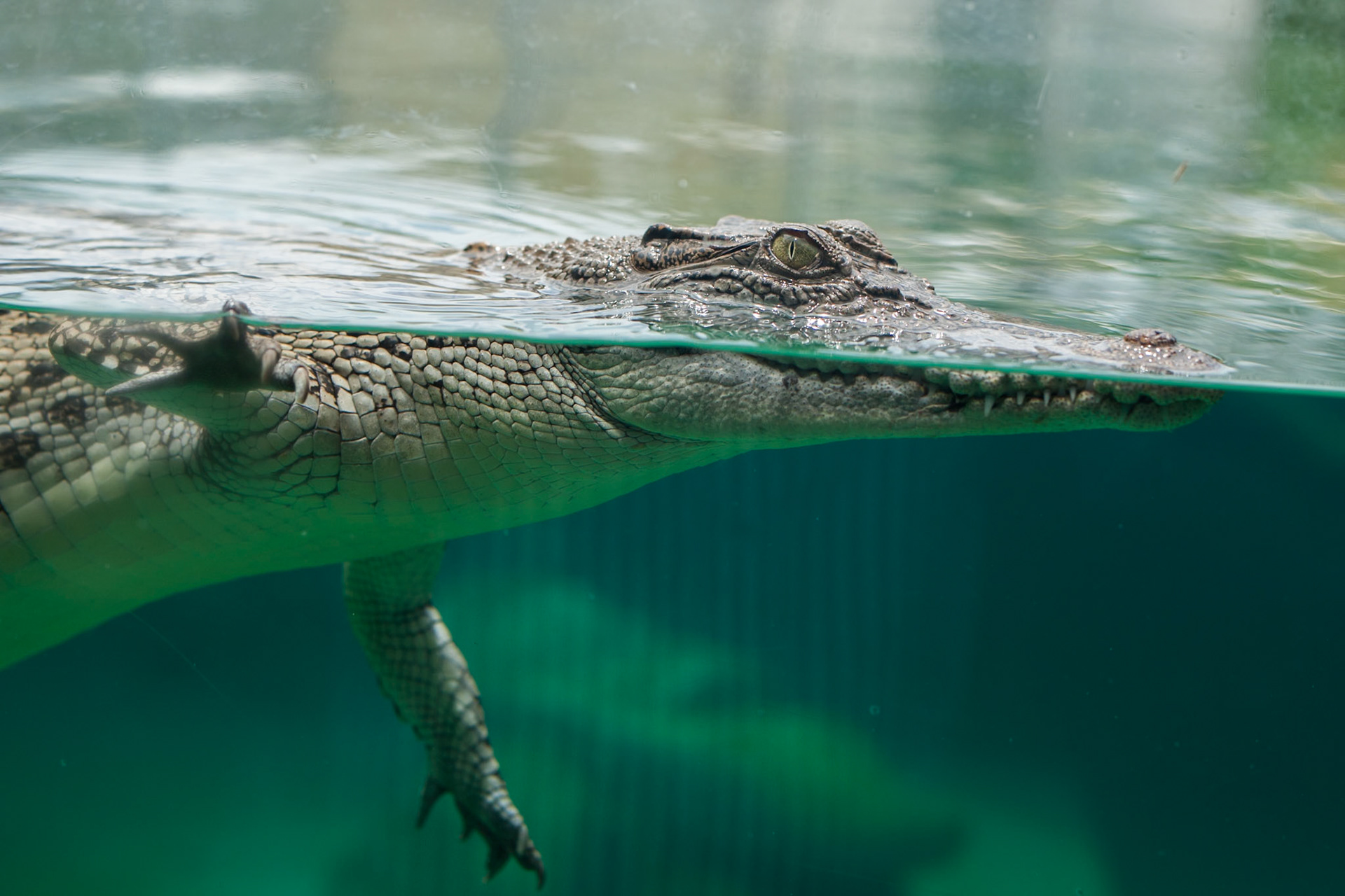 Saltwater crocodile, Crocasaurus, Darwin, Northern Territory