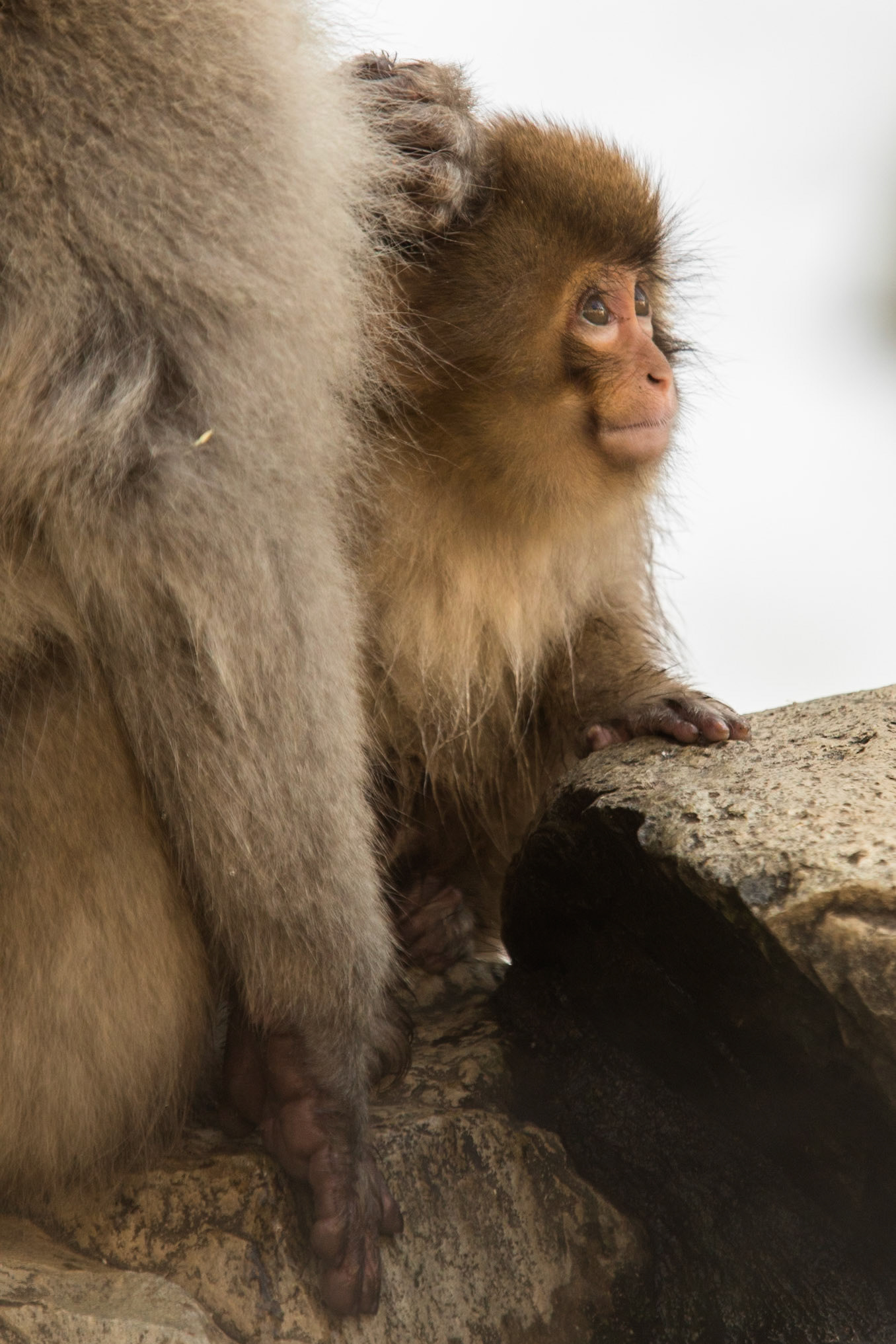 Jigokudani Yaen-Koen, Snow Monkeys, Yudanaka, Japan