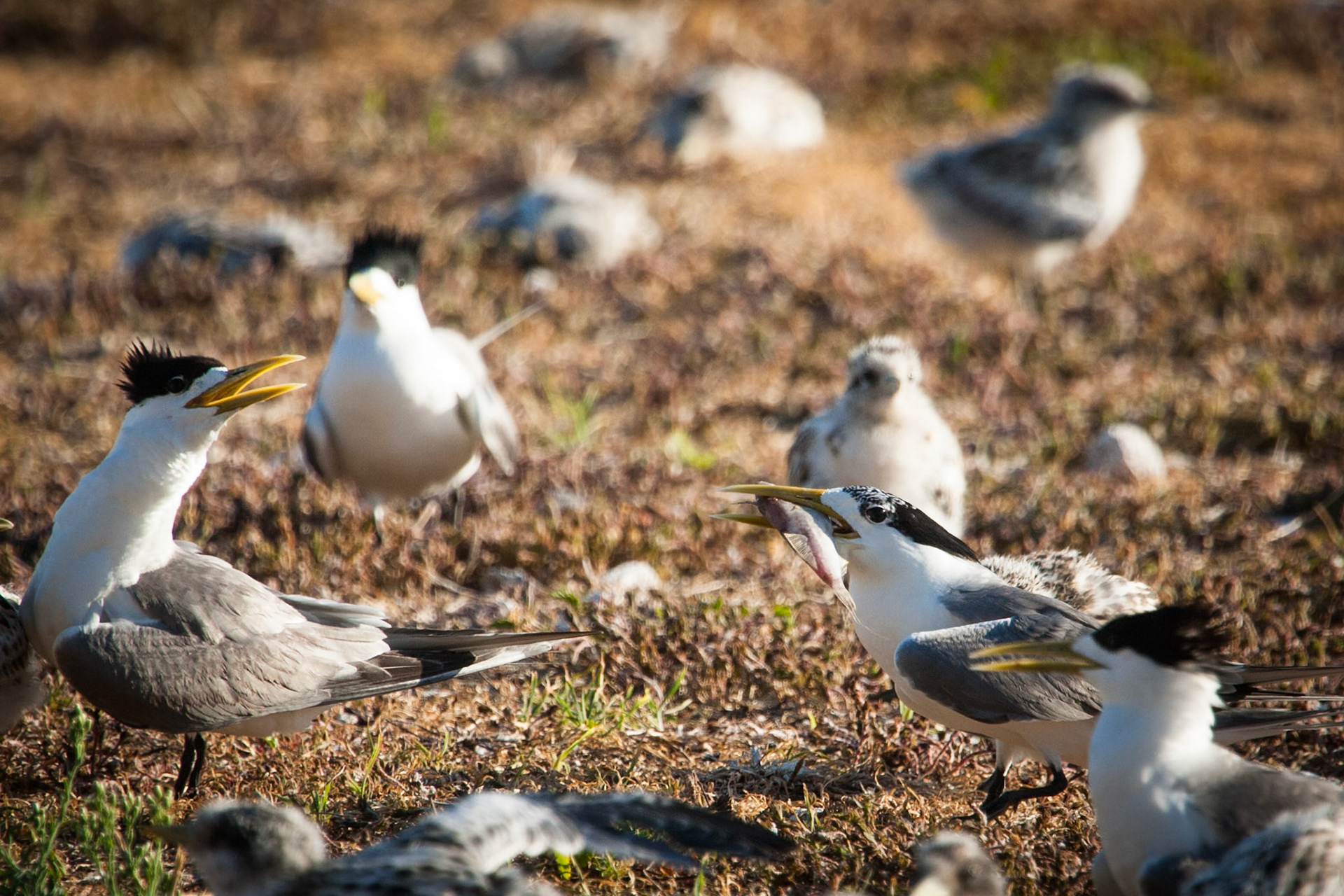 Crested tern with fishie, Lady Elliot Island, Queensland, Australia
