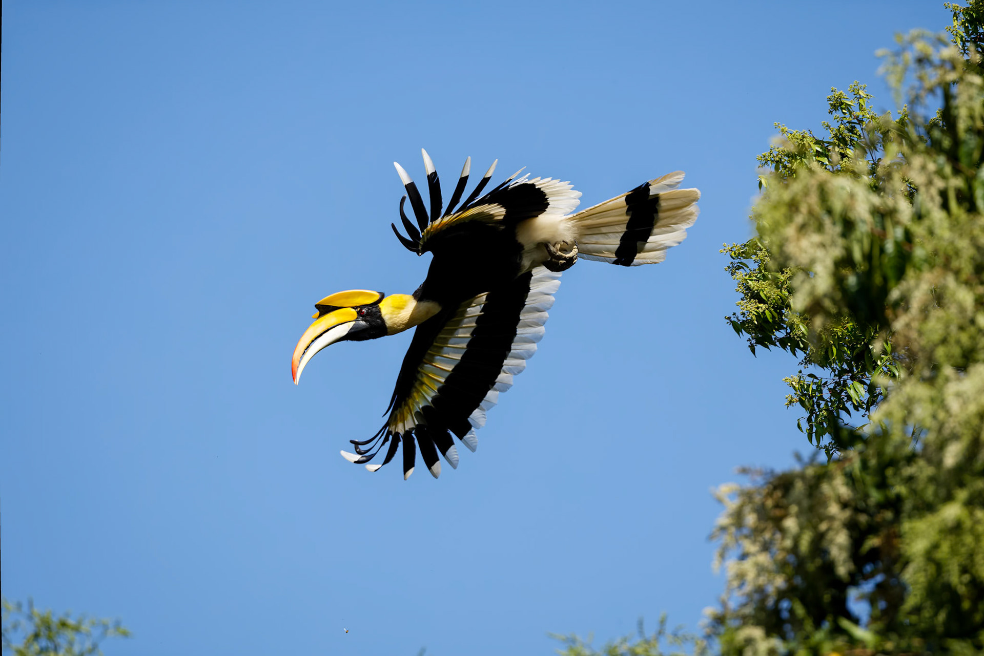 Great hornbill, Khaeng Krackan National Park, Thailand