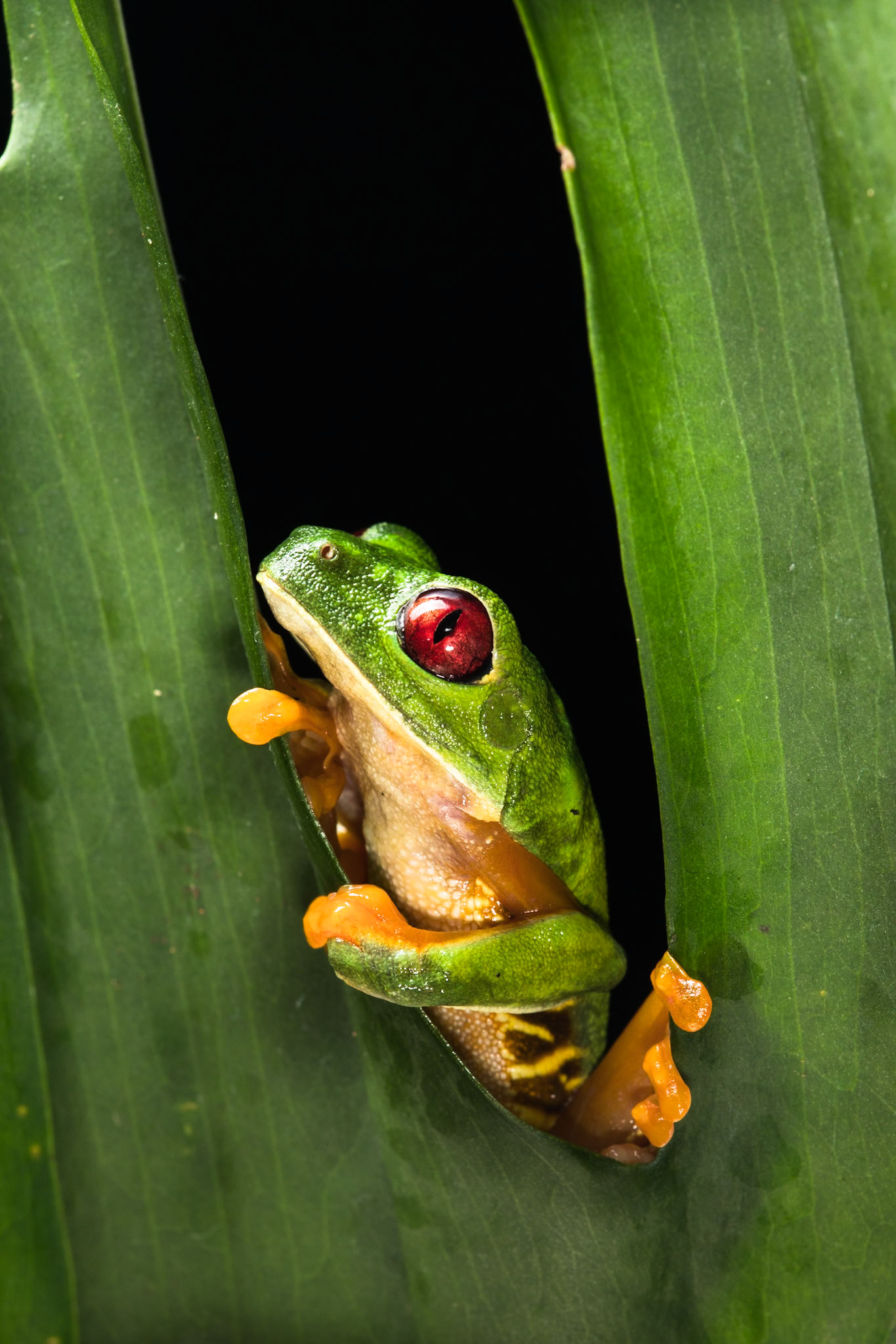 Red-eyed tree frog, Villa Lapas, Costa Rica