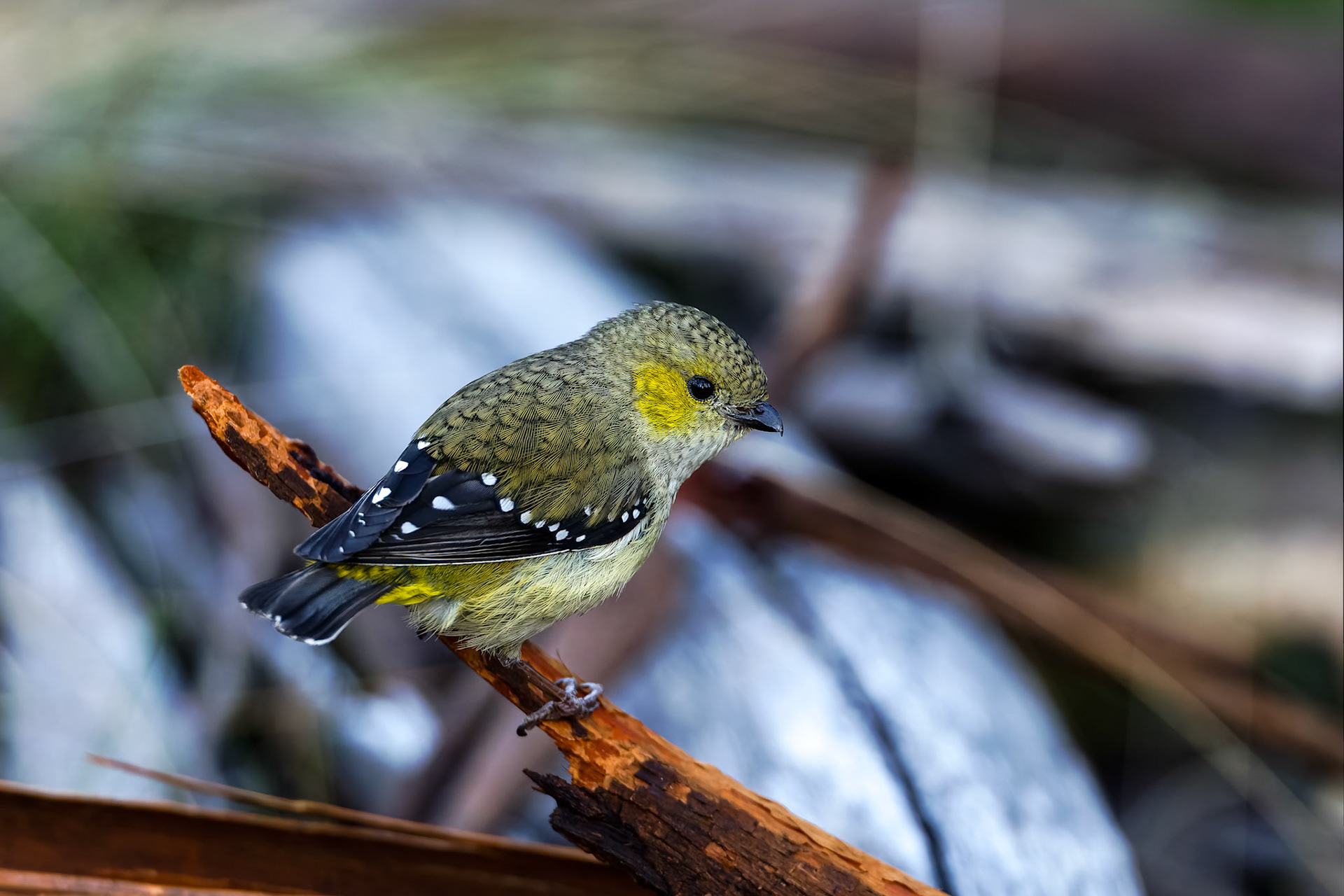Forty-spotted pardalote, Bruny Island, Tasmania, Australia
