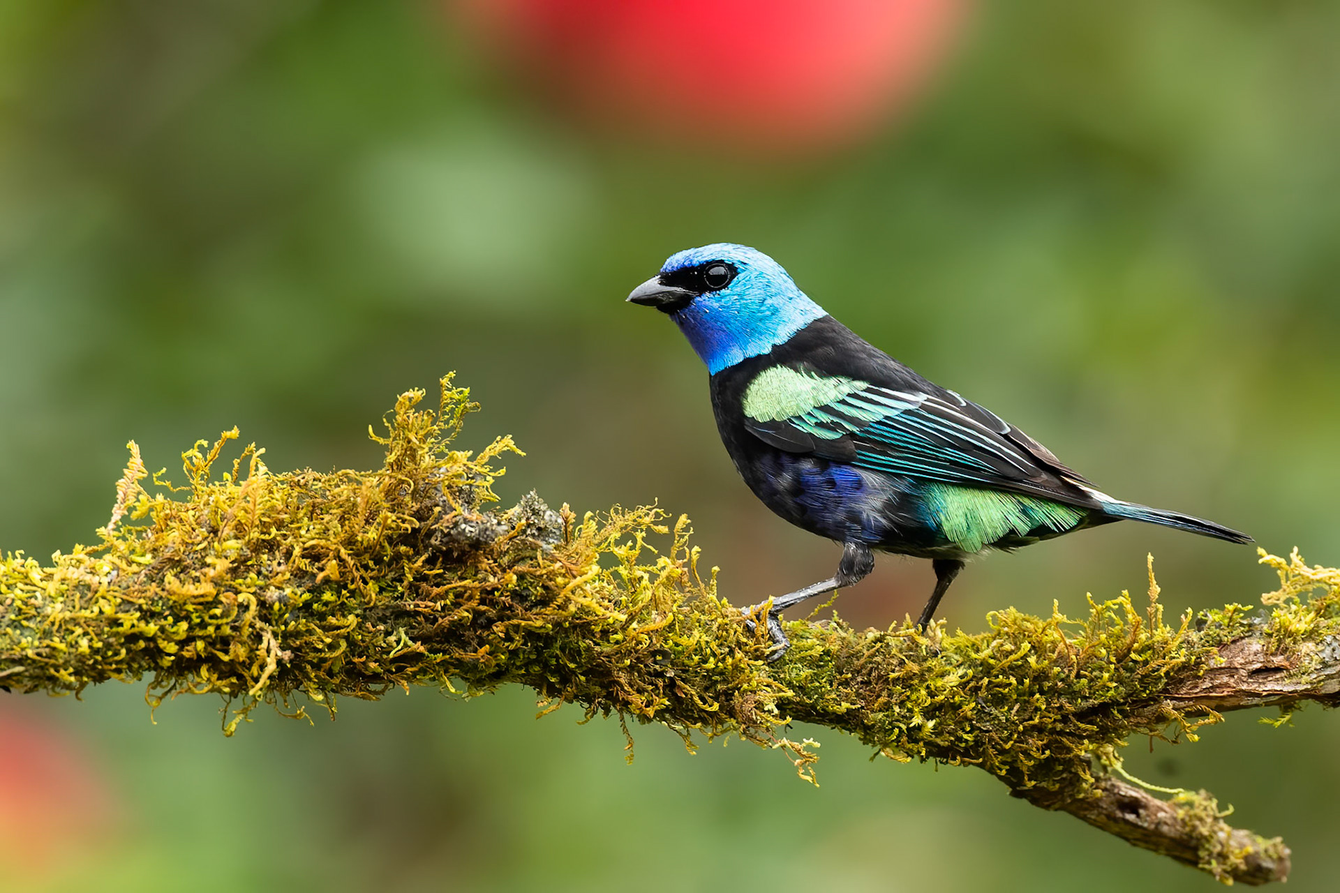 Blue-necked tanager, Jardin, Colombia