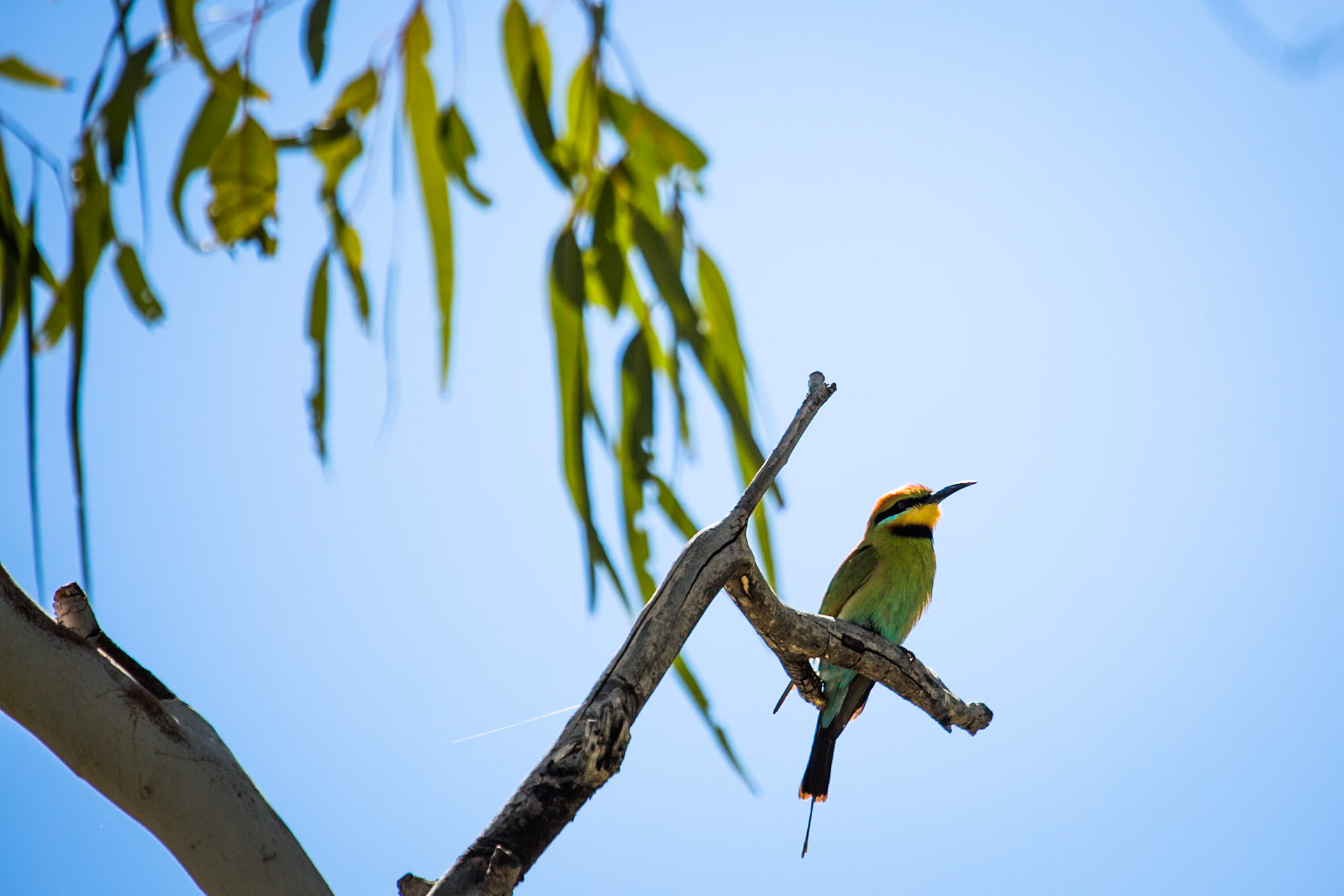 Rainbow bee-eater, El Questro Wilderness Park, The Kimberly, Western Australia