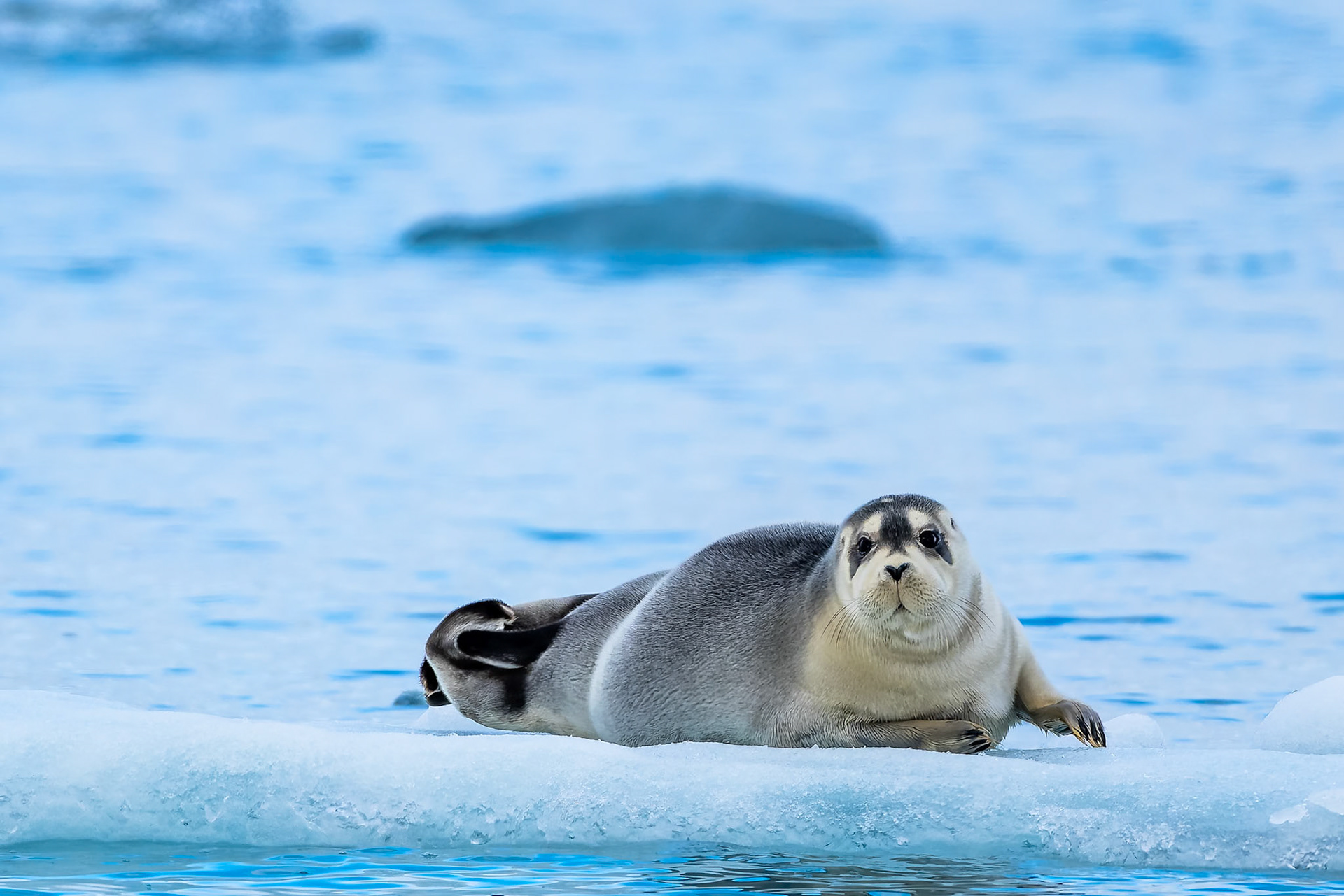 Bearded seal, Texas Bar, Svalbard, Norway