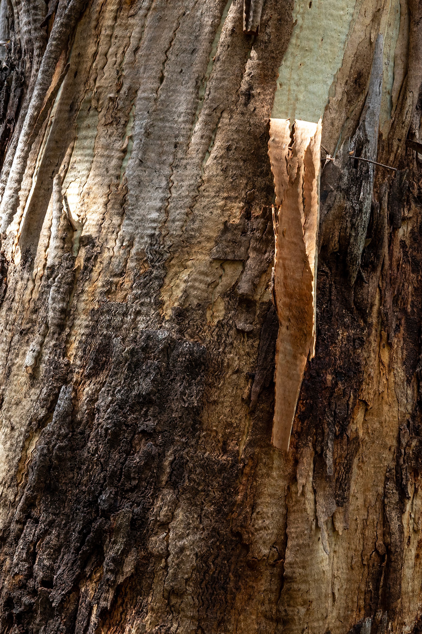 Perisher Valley to Bullock's Flat, Snowies Hiking Trail, Snowy Mountains, New South Wales, Australia