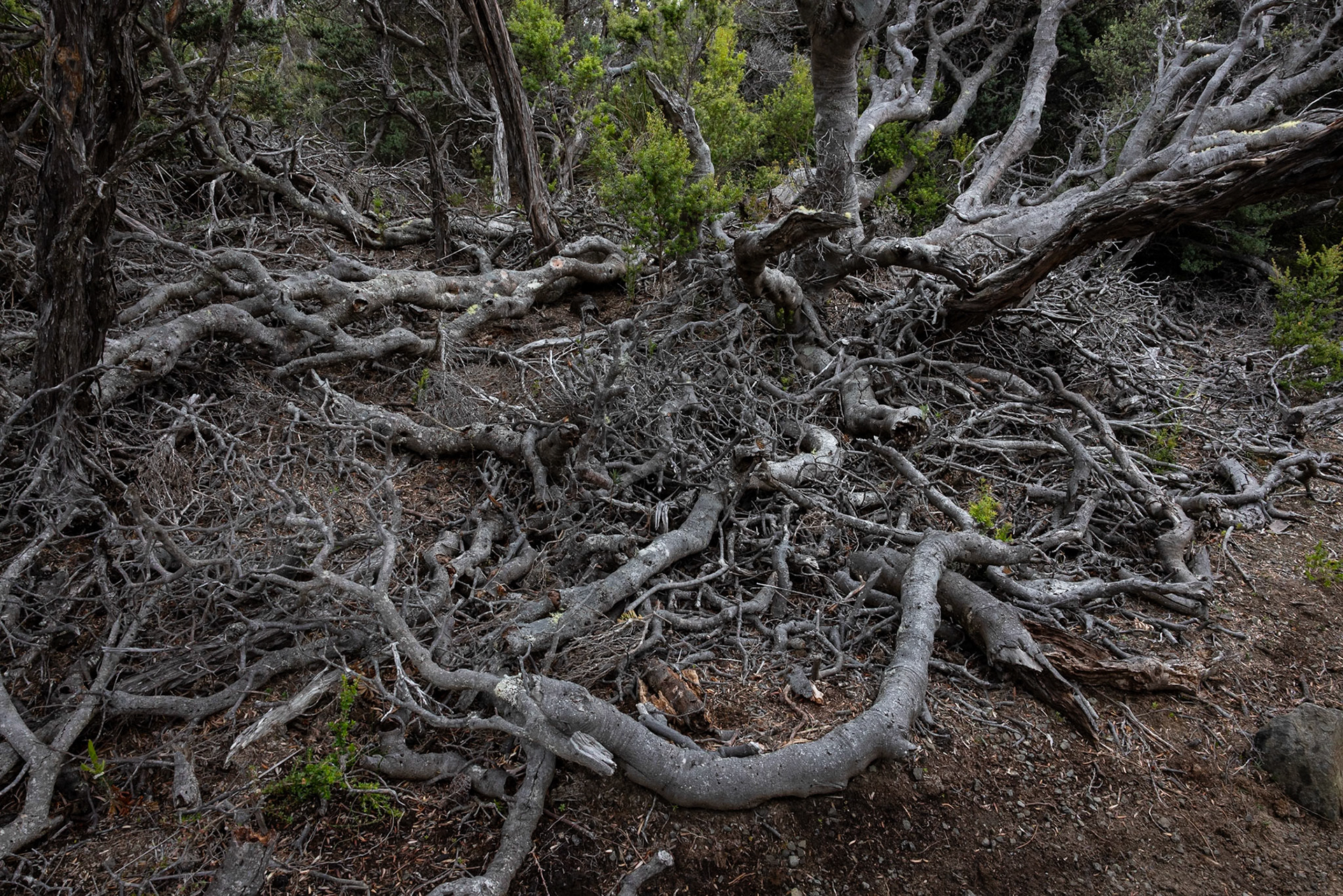 Three Capes Track, Cape Pillar Lodge to Cape Pillar and return, Tasmania