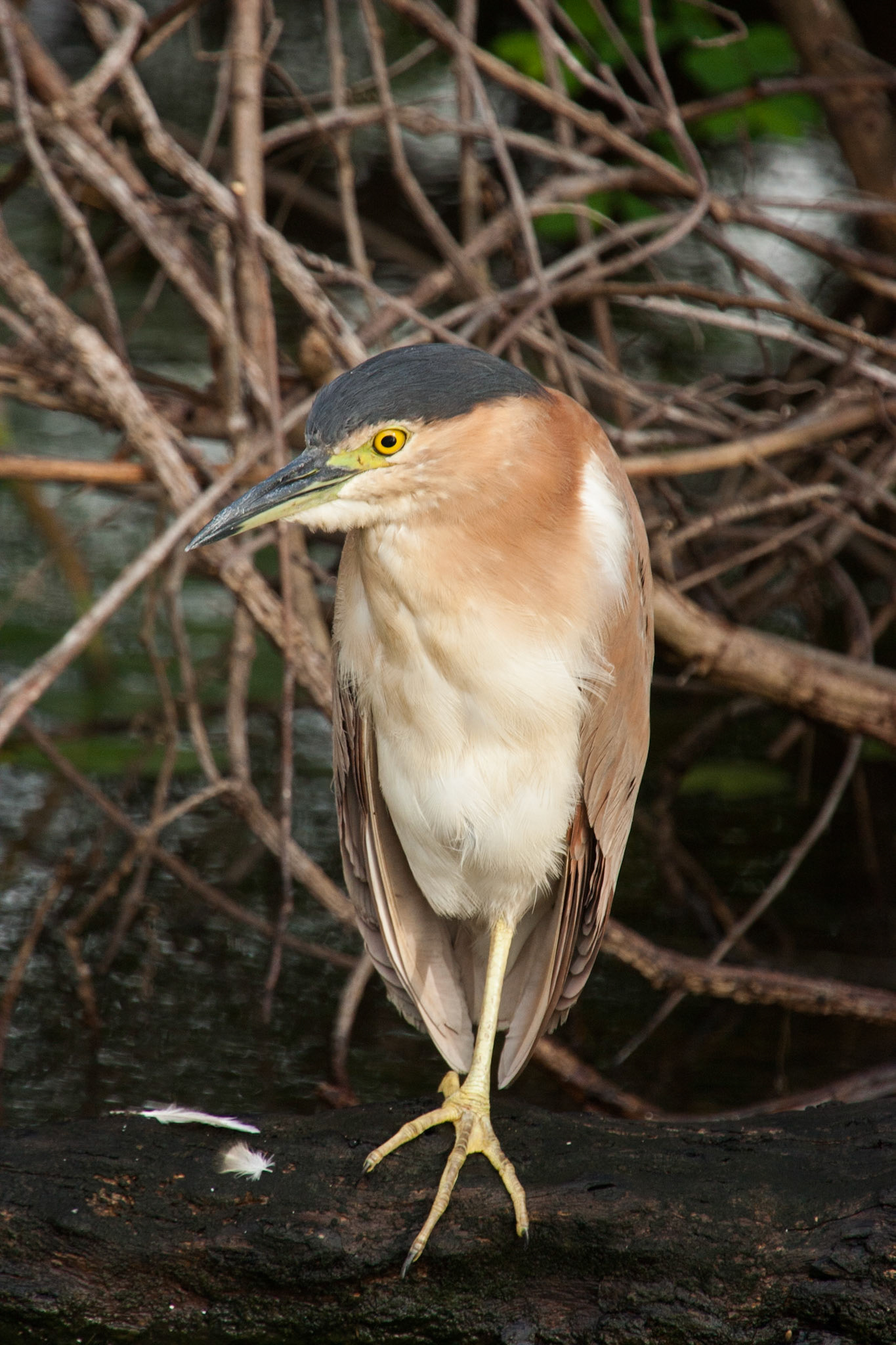 Nankeen night-heron, Cooinda, Kakadu, Northern Territory