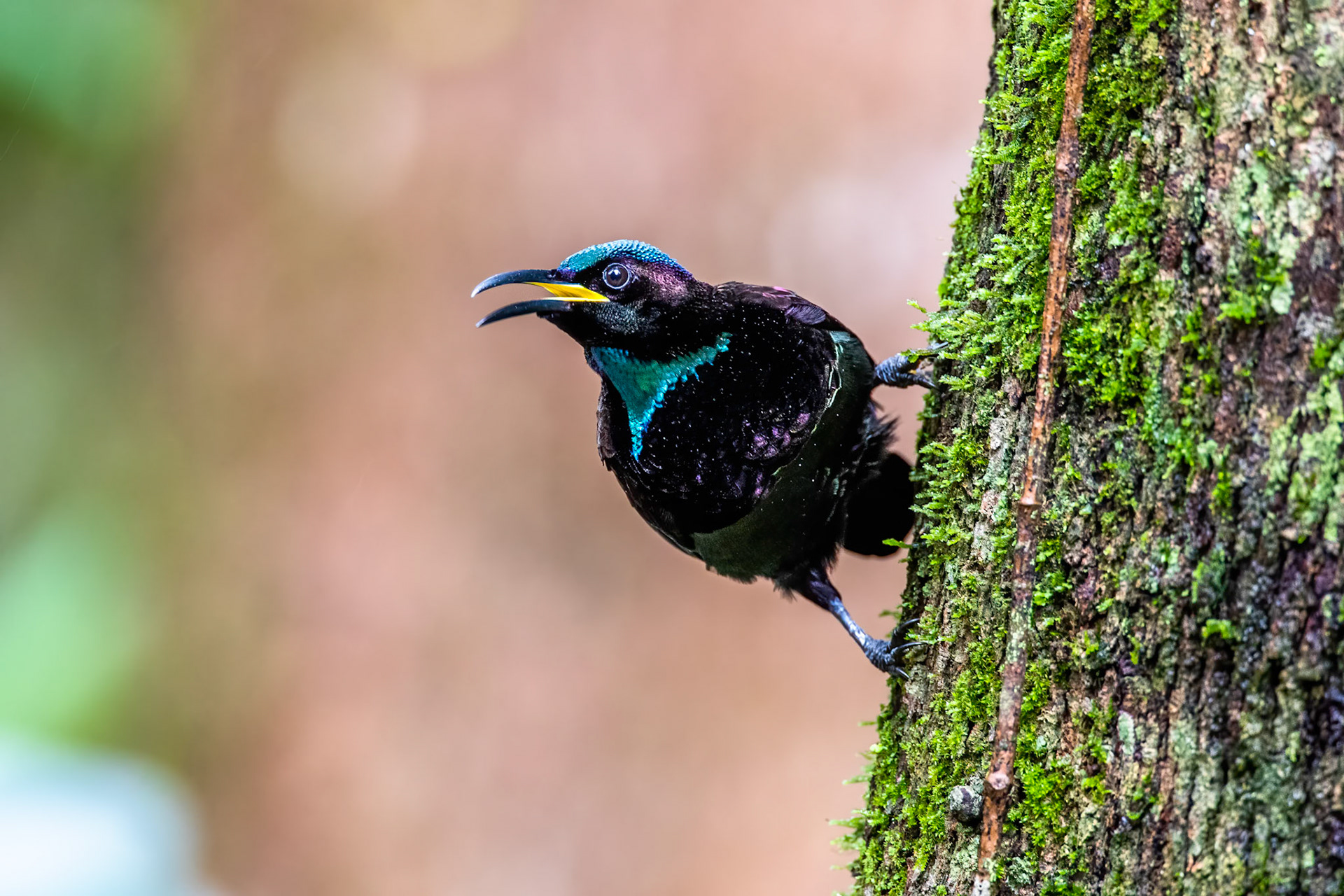 Victoria's riflebird, Lake Eacham, Queensland, Australia