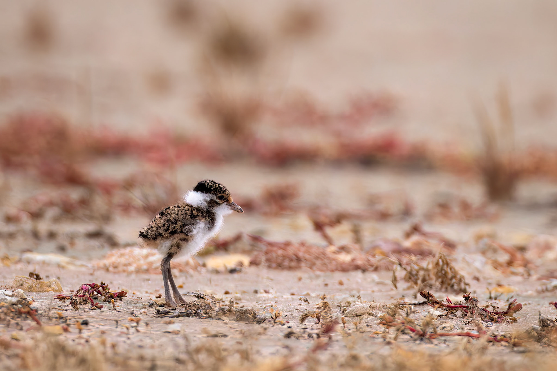 Banded lapwing, Birdsville, Queensland, Australia