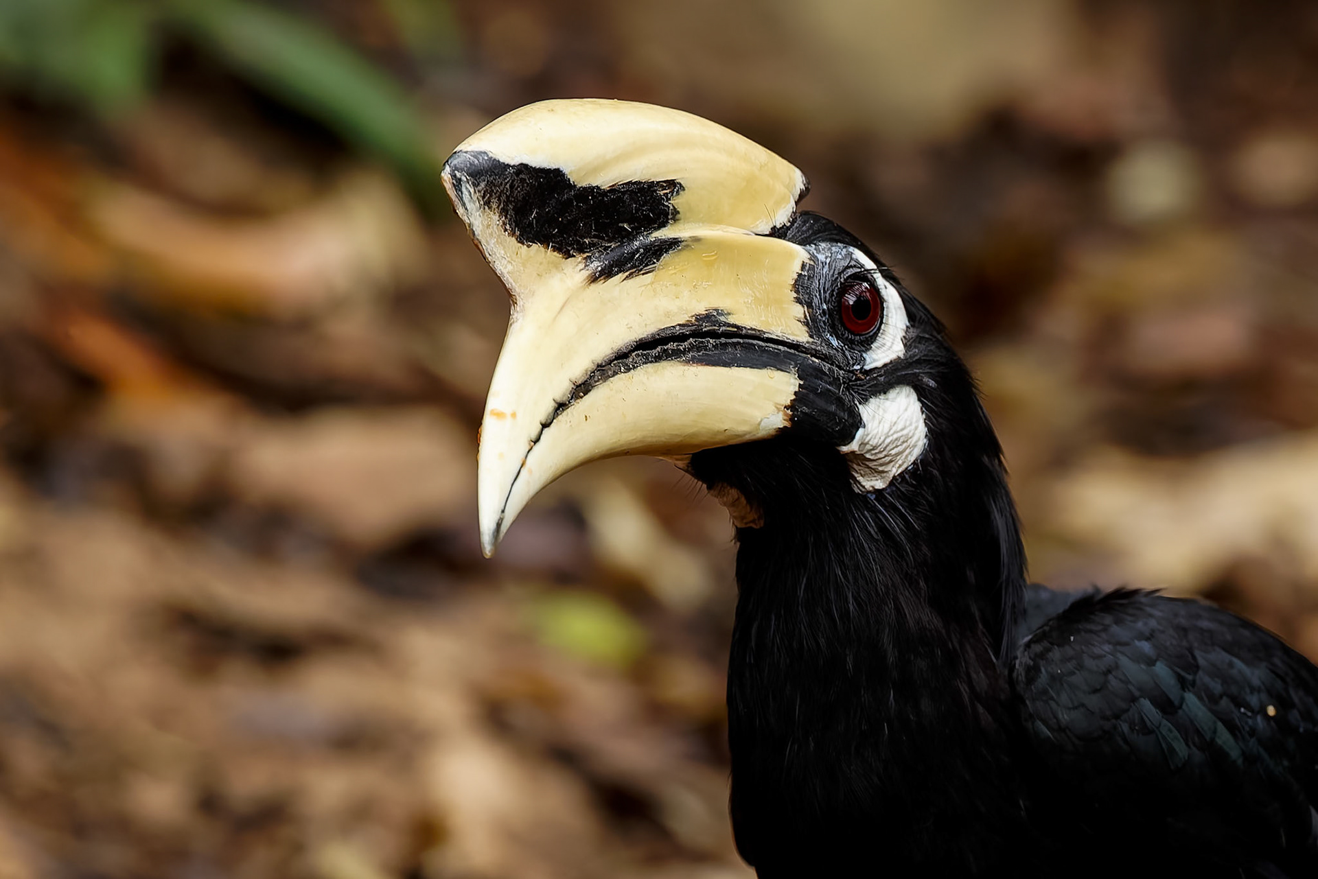 Oriental pied-hornbill, Thailand, Khaeng Krackan National Park, Thailand