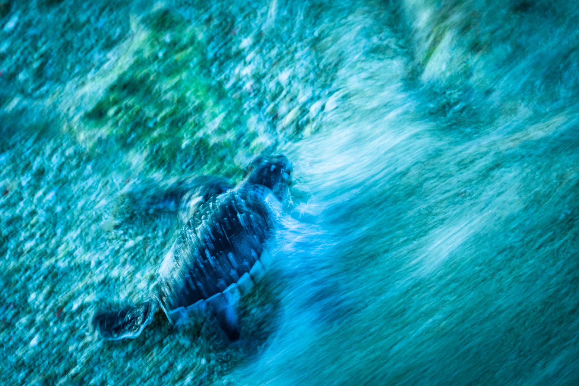 Turtle, Heron Island, Queensland, Australia