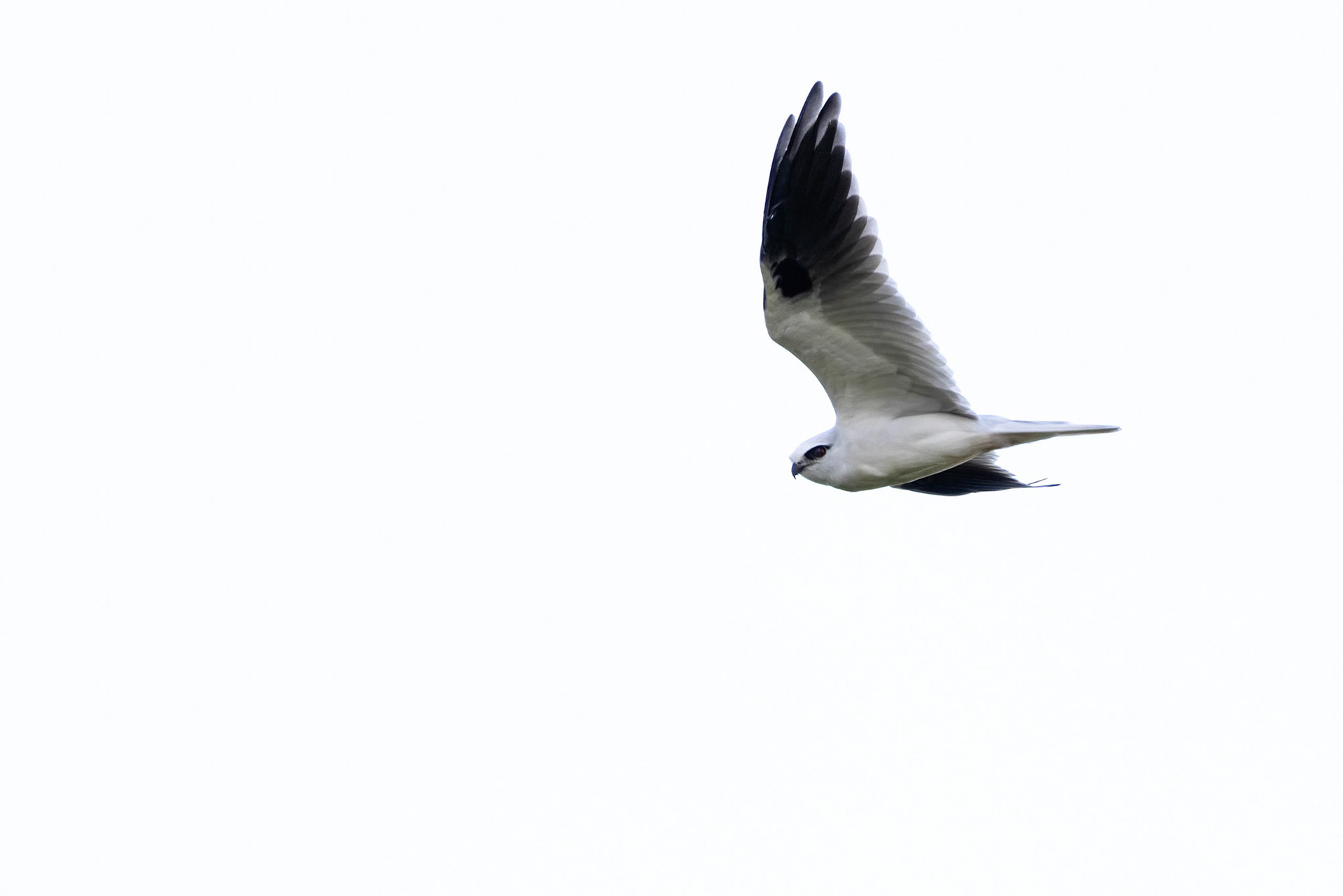 Black-shouldered kite, Turon Gates, New South Wales