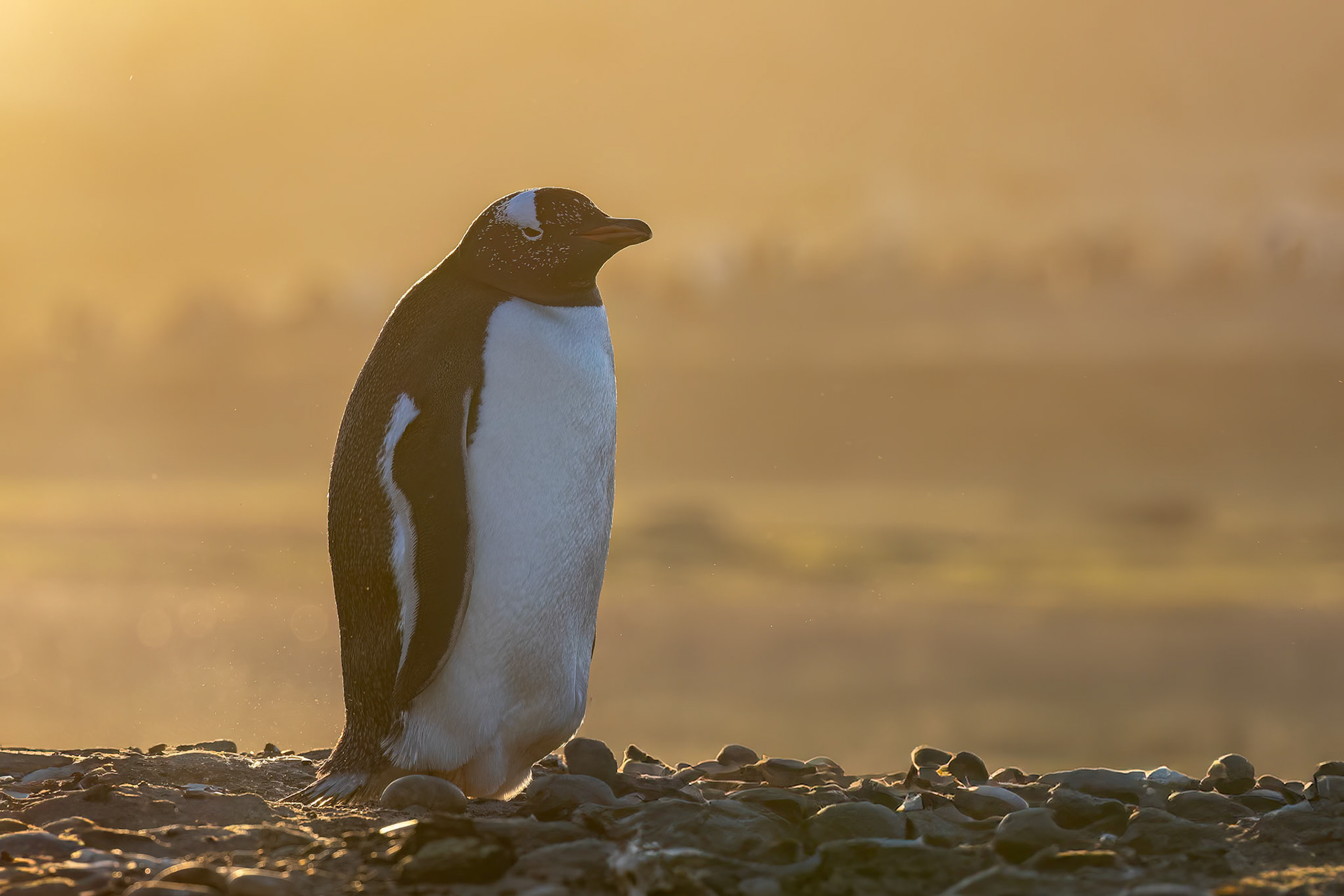 Gentoo penguin, The Neck, Saunders Island, Falkland Islands