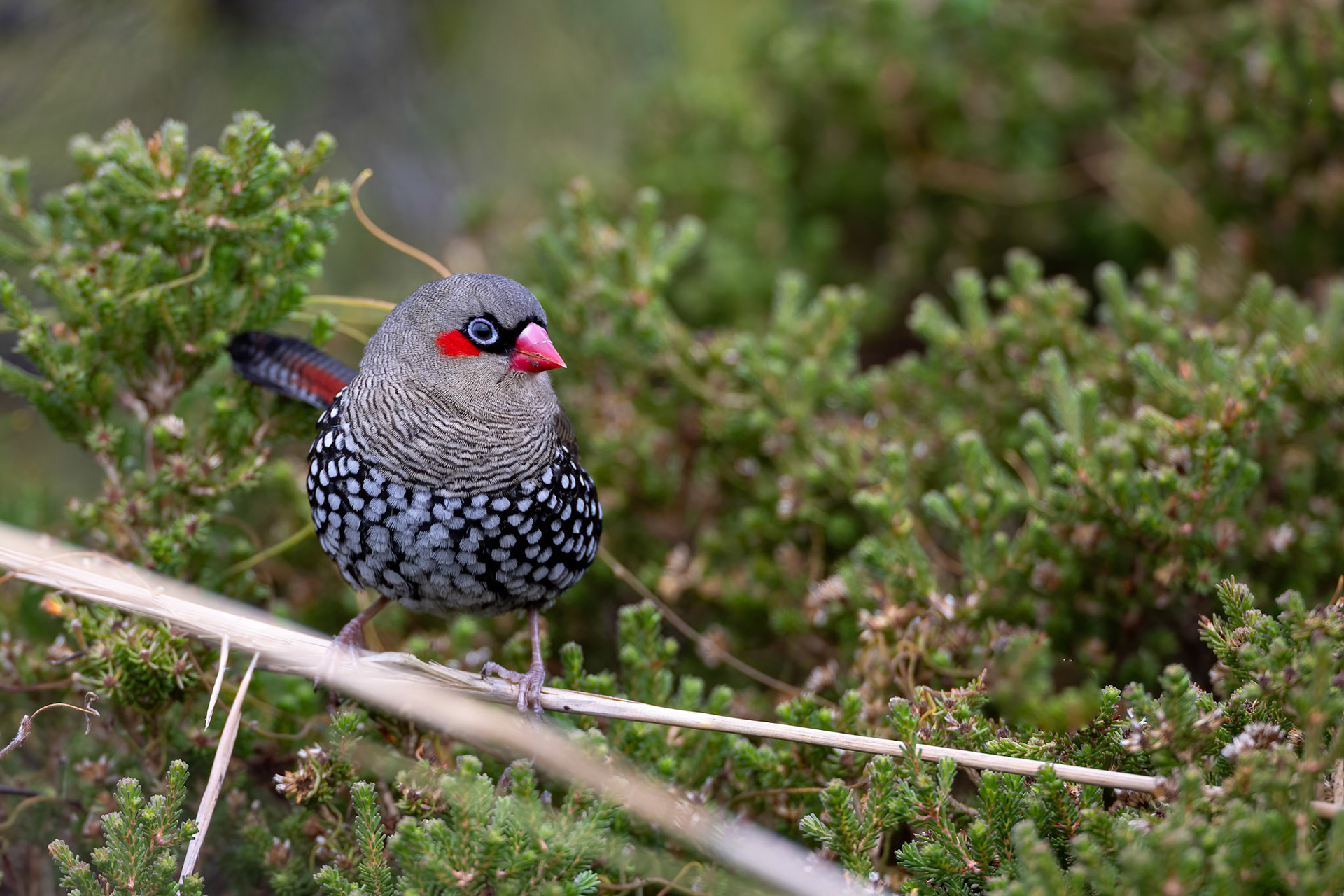 Re-eared firetail, Cheynes Beach, West Australia