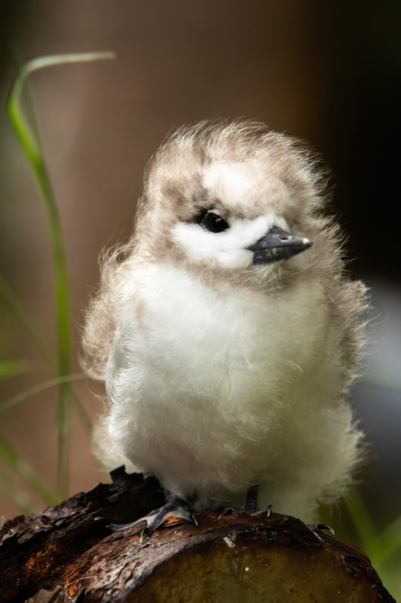 White tern, Lord Howe Island, New South Wales, Australia