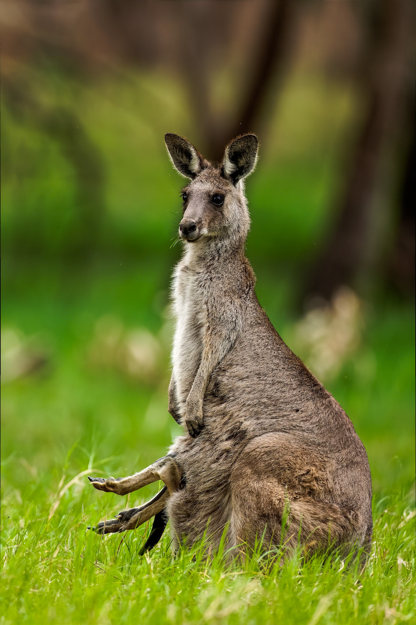 Eastern grey kangaroo, Blue Gum Swamp, Forbes, NSW, Australia