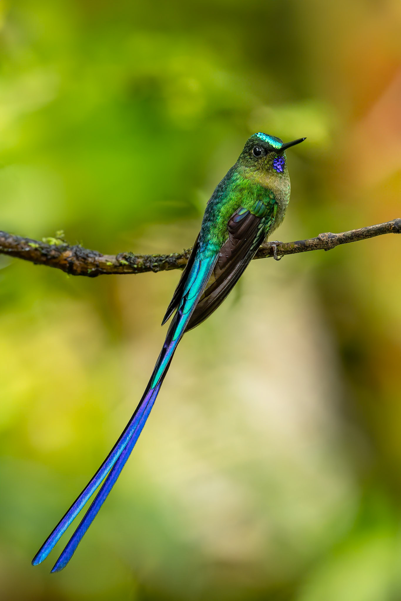 Violet-tailed sylph, Umbrella Bird Lodge, Buenaventura Nature Reserve, Ecuador