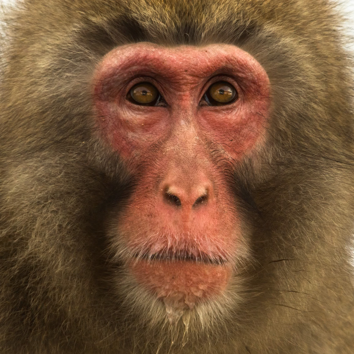Jigokudani Yaen-Koen, Snow Monkeys, Yudanaka, Japan