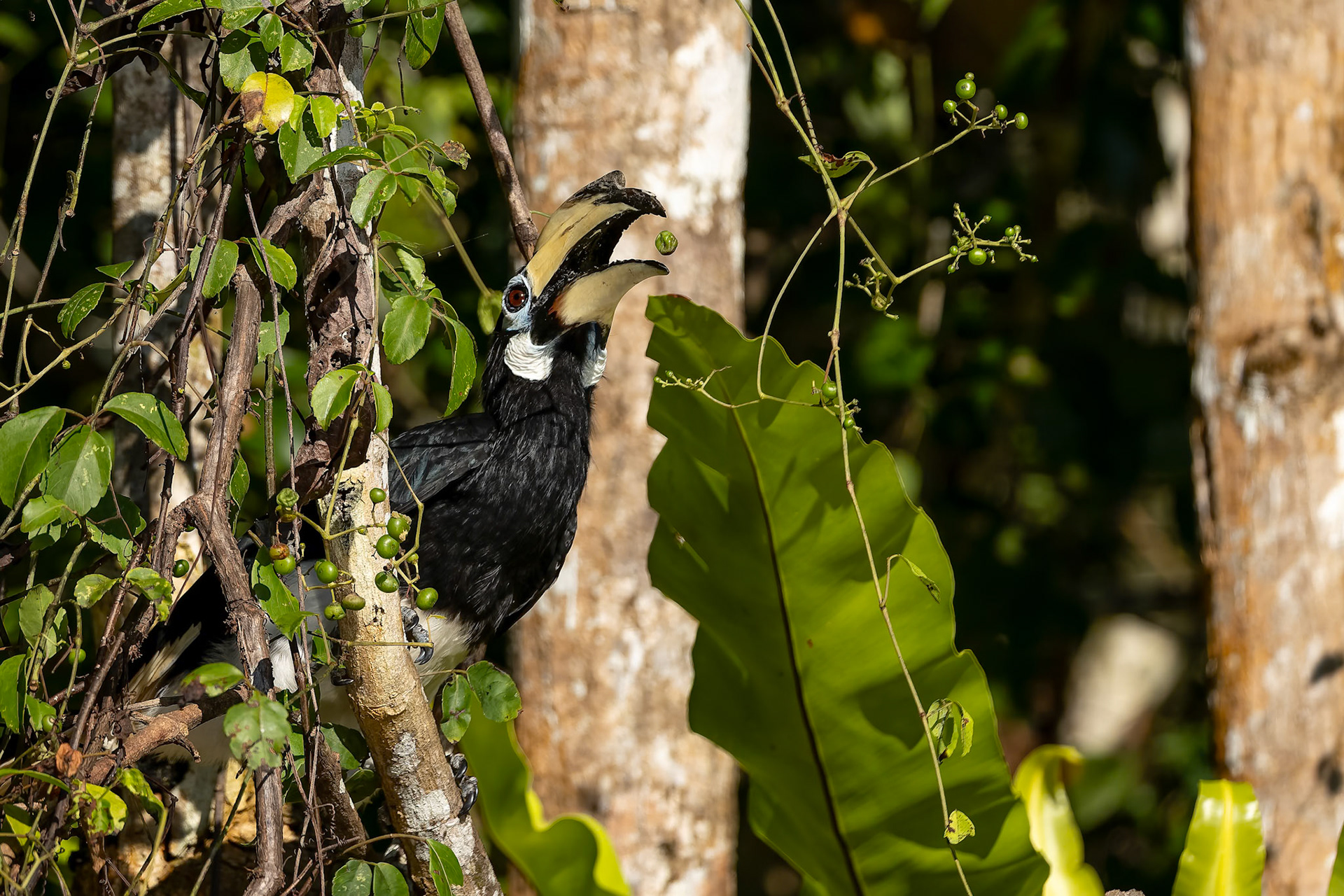 Black hornbill,  Sukau, Borneo