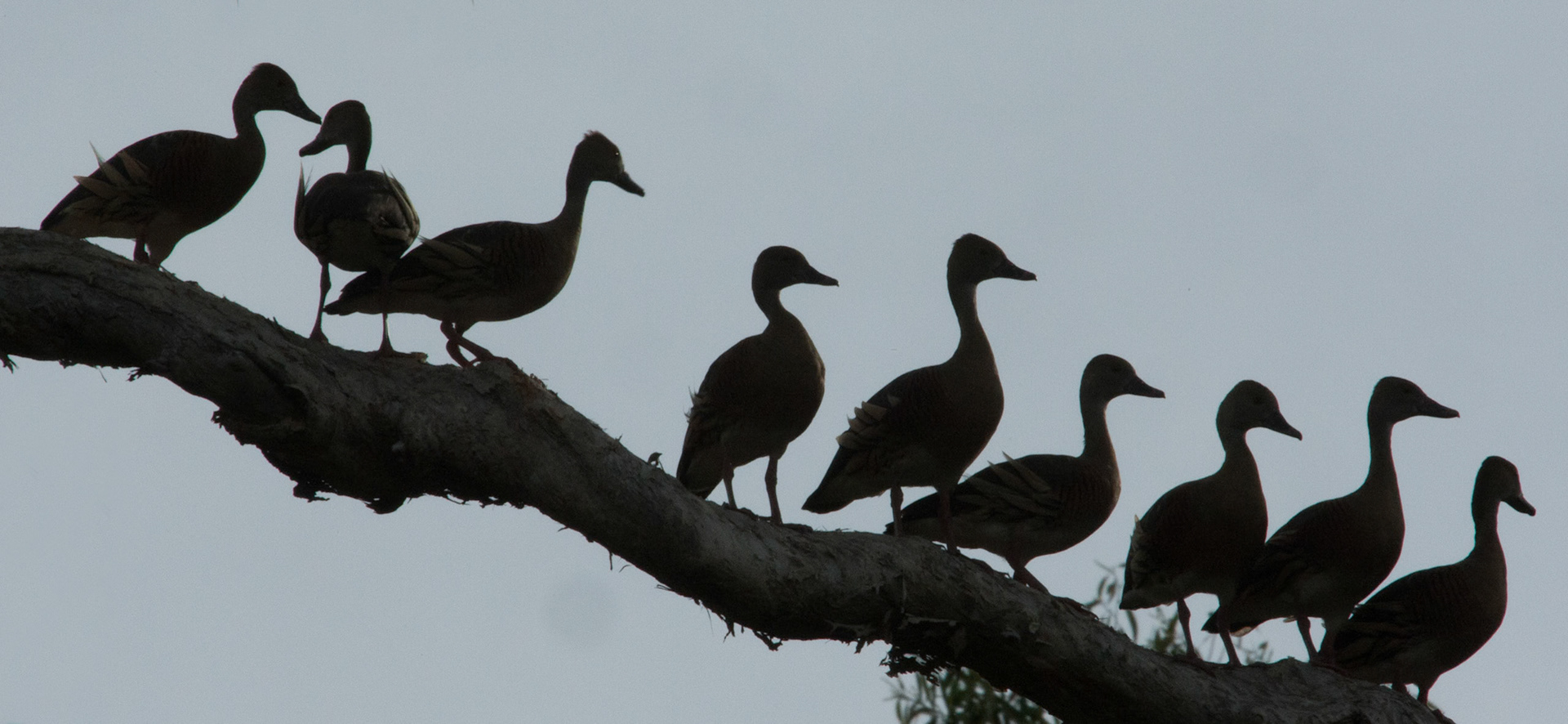 Silhouette of Plumed whistling-ducks, Mount Borradale, Arnhemland, Northern Territory