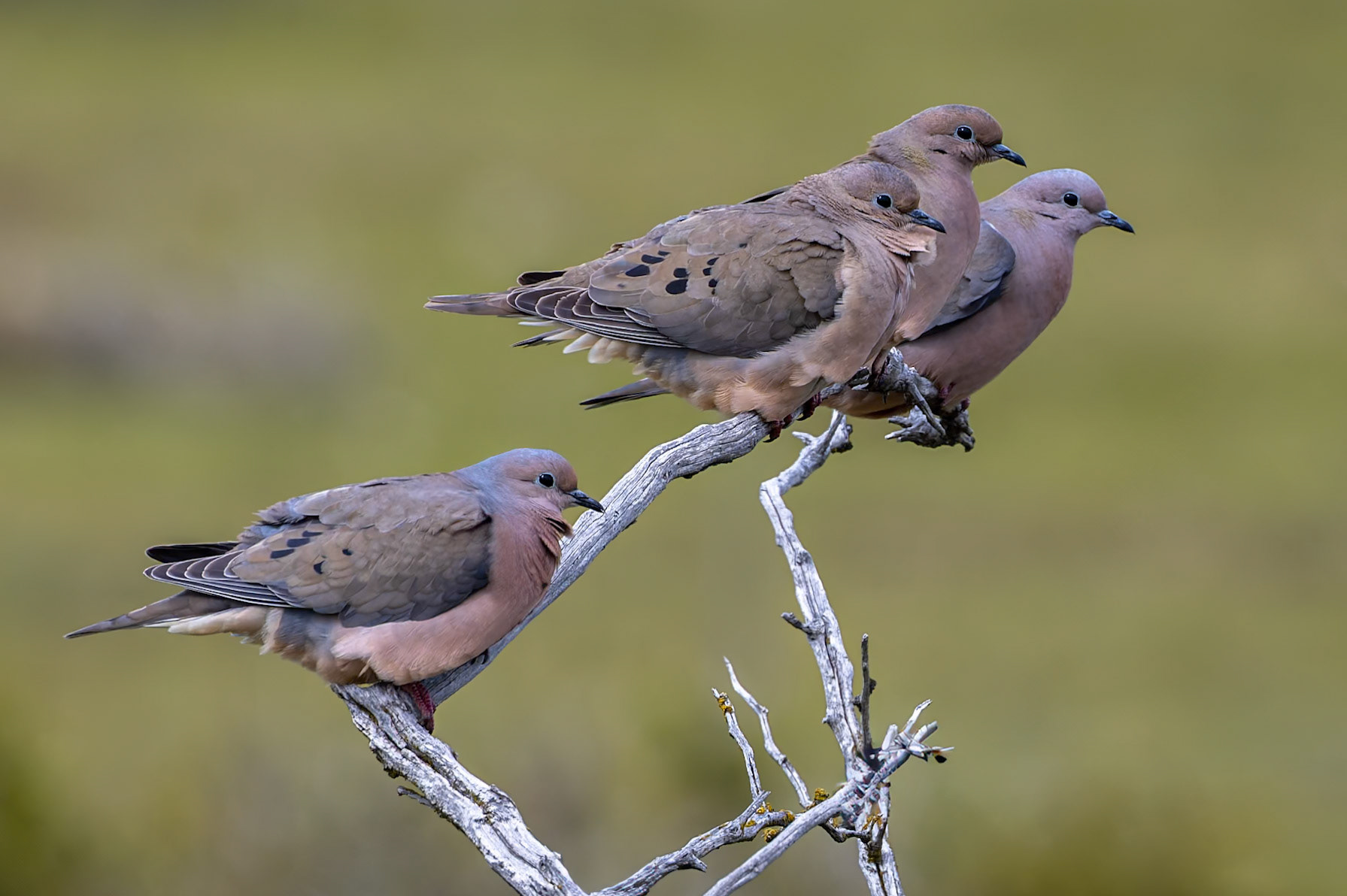 Eared dove, Eolo, El Calefate, Patagonia, Argentina