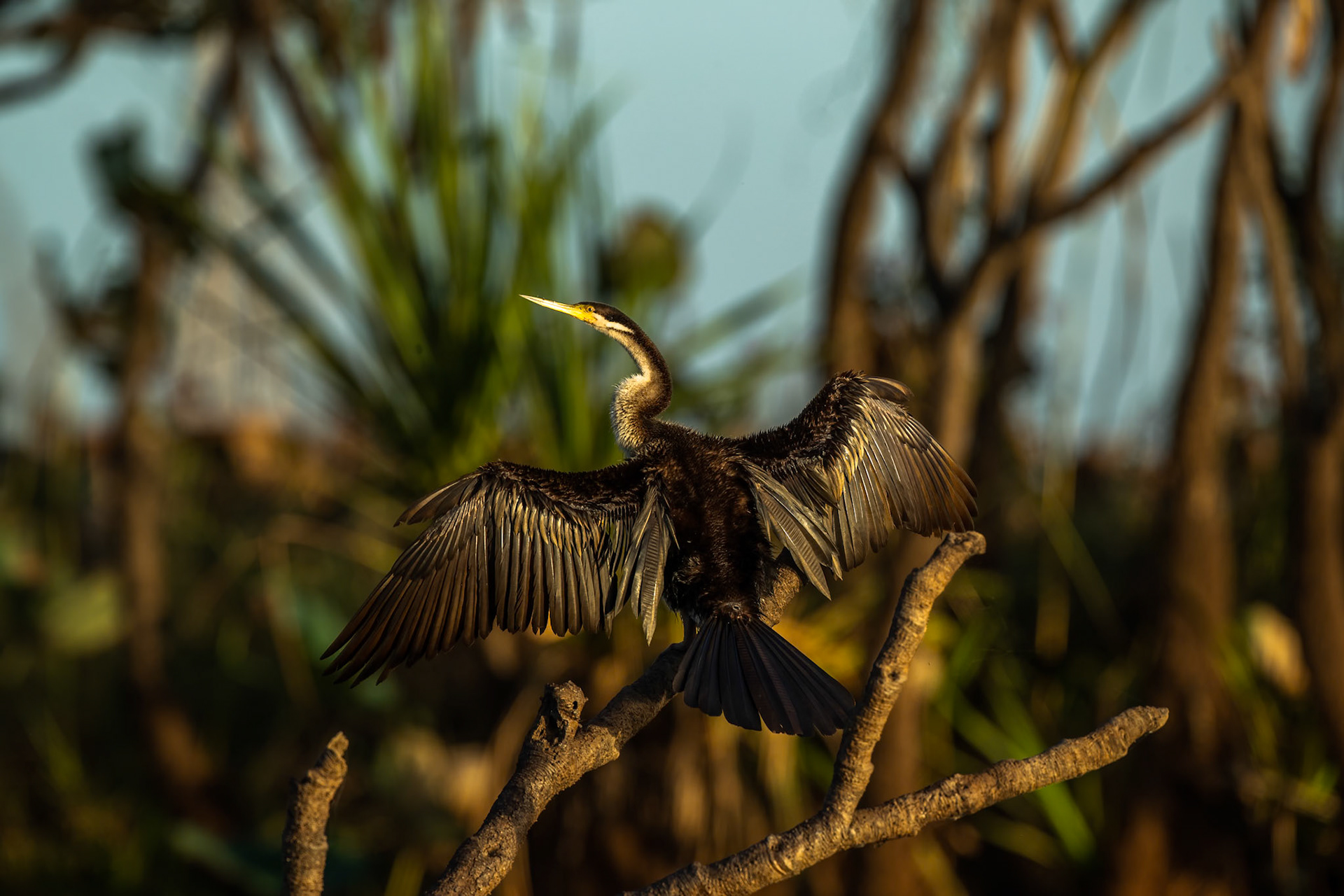 Australasian darter, Corroboree billabong, Corroboree, Northern Territory, Australia