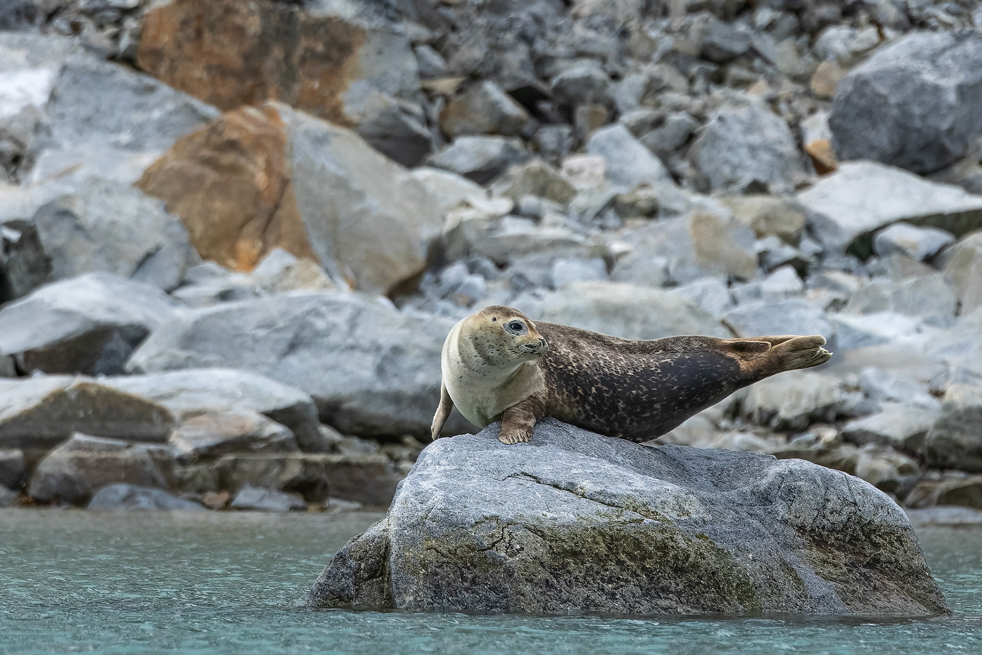 Harbour seal, Magdelena Fjord, Svalbard, Norway