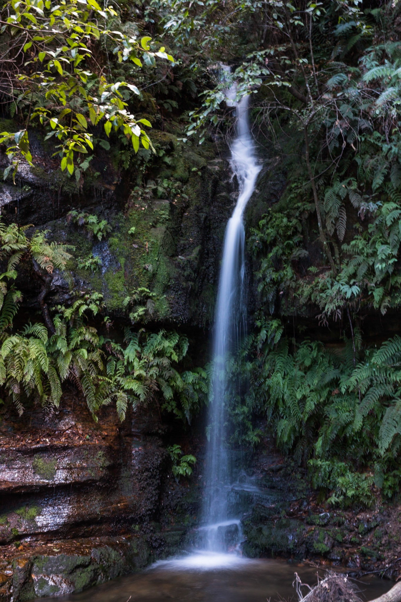 Started on the track to Golf Links lookout. Walked past the Pool of Siloam to Gordon Falls lookout. Followed the Prince Henry cliff walk to Leura Cascades from where we descended through Leura Forest to the junction with Federal Pass tea stop. Continued along Federal Pass past the junction with Dardanelles Pass (near the base of the Giant Staircase); past the base of Furber Steps to the Scenic Railway lower station (Lunch stop).  Some returned via the Scenic Railway, whilst others retraced steps and ascended the Giant Staircase to Echo Point. Notes by Peter Watt.