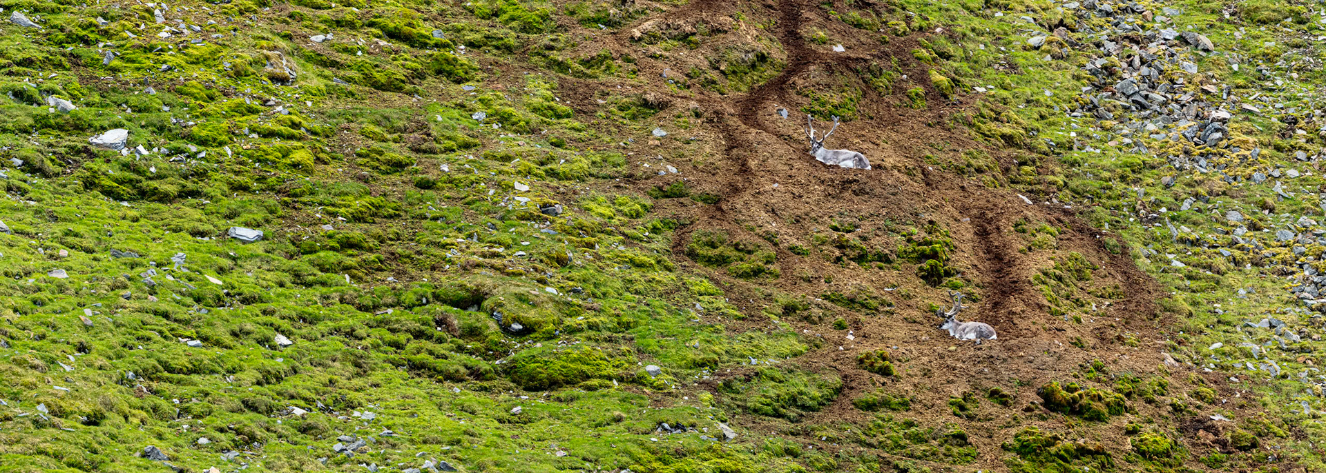 Svalbard reindeer, Lilliehoekbreen, Svalbard, Norway