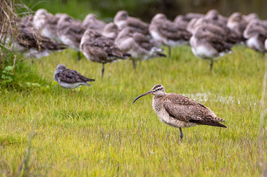 Whimbrel, Puerto Varas Humedal, Lepihve, Chilé