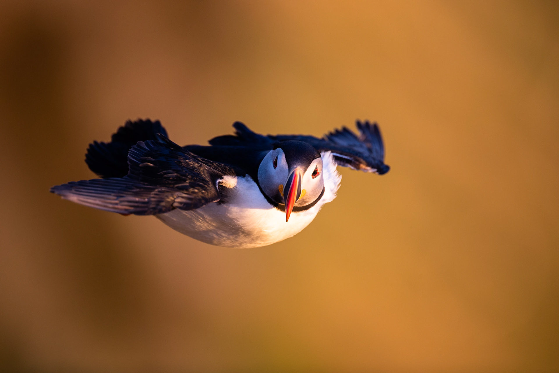 Atlantic puffin, Grímsey Island, Iceland