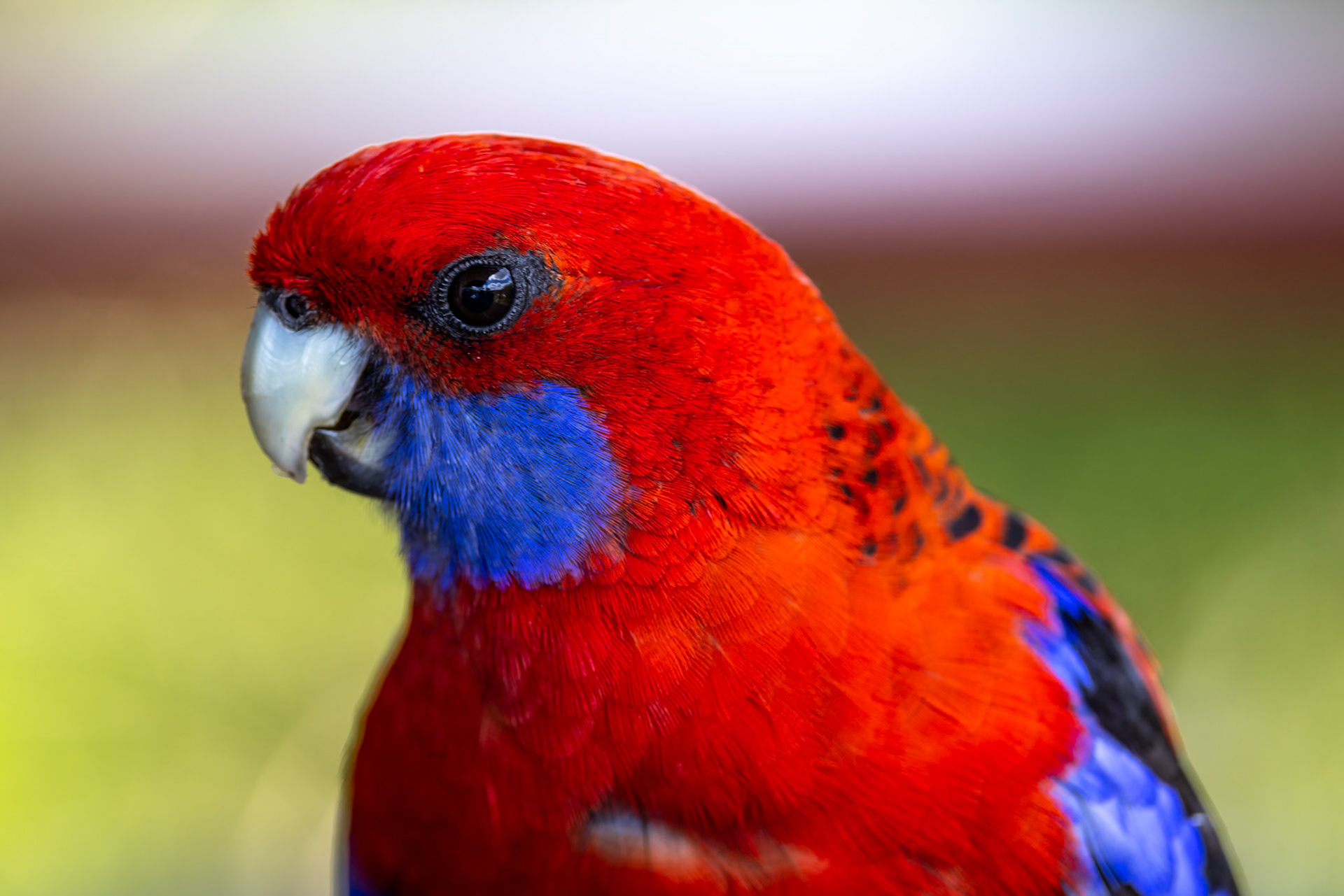 Crimson rosella, O'Reilly's Rainforest Retreat, Lamington National Park, Queensland, Australia