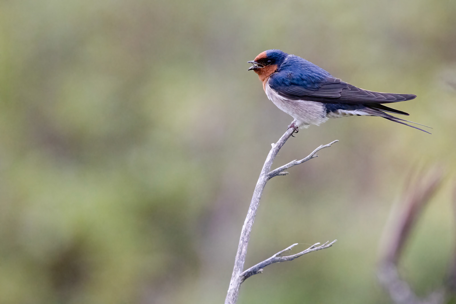 Welcome swallow, Oamaru, New Zealand