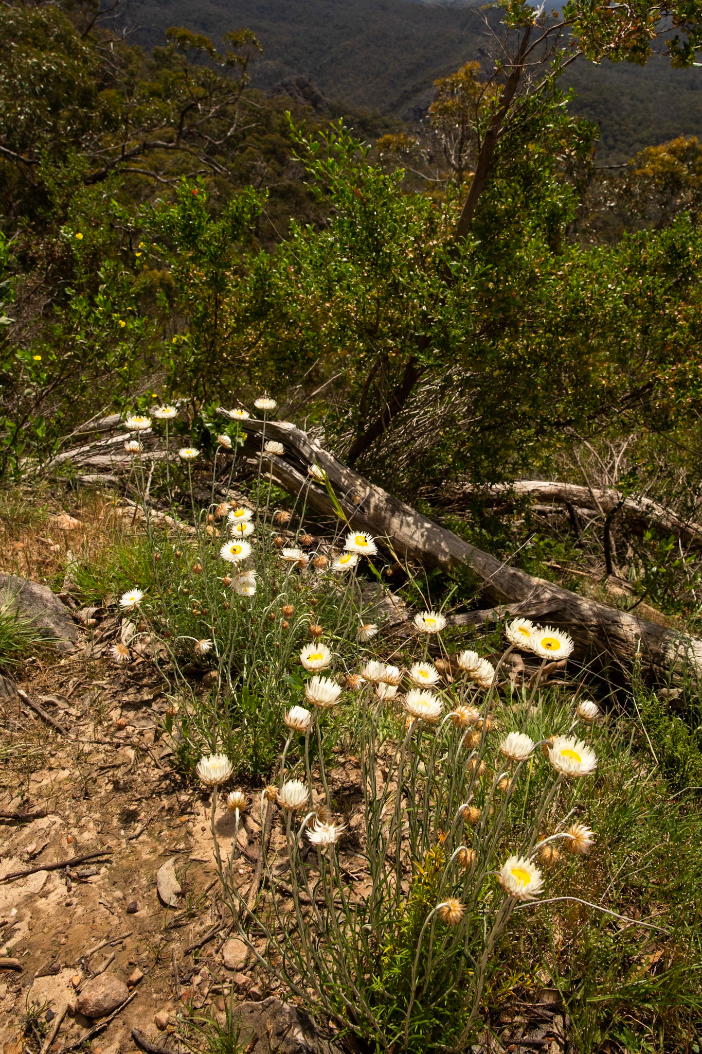 The Pinnacle circuit, Hall's Gap, The Grampians, Victoria