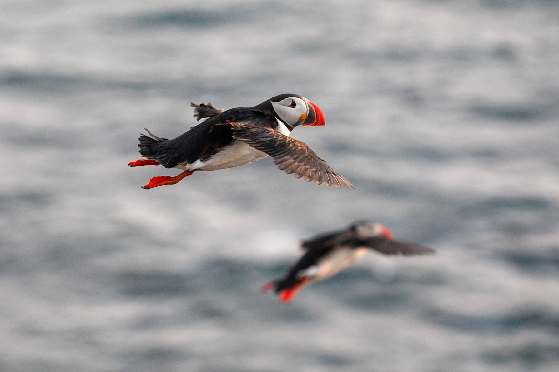 Atlantic puffin, Grímsey Island, Iceland