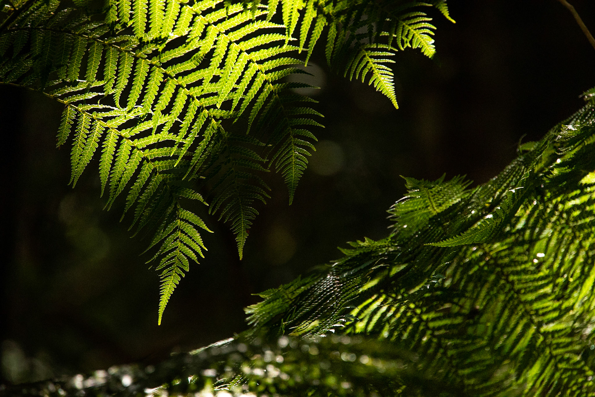 Fern Tree, Huon road, Hobart, Tasmania