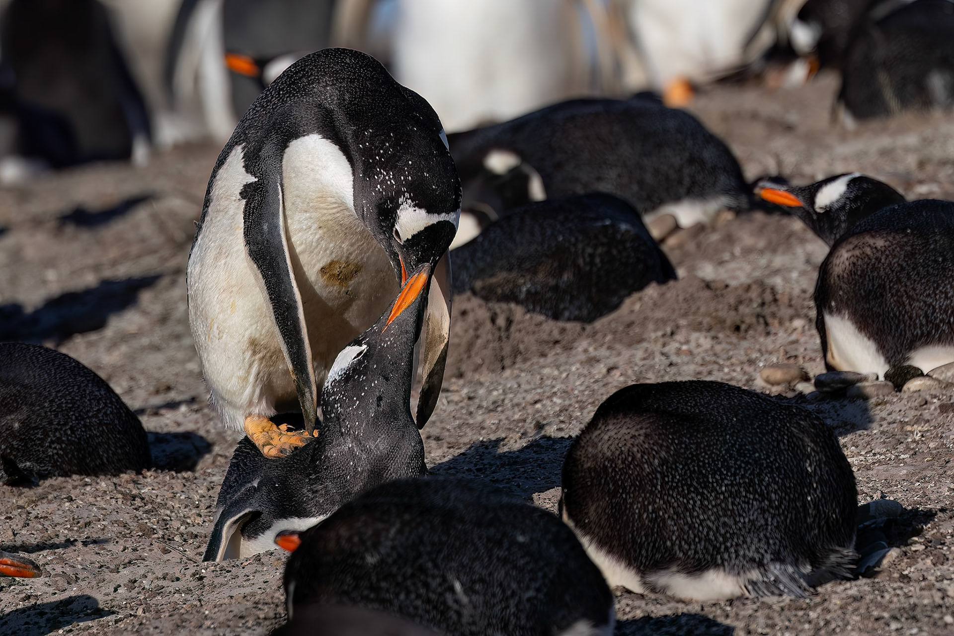 Gentoo penguin, The Neck, Saunders Island, Falkland Islands