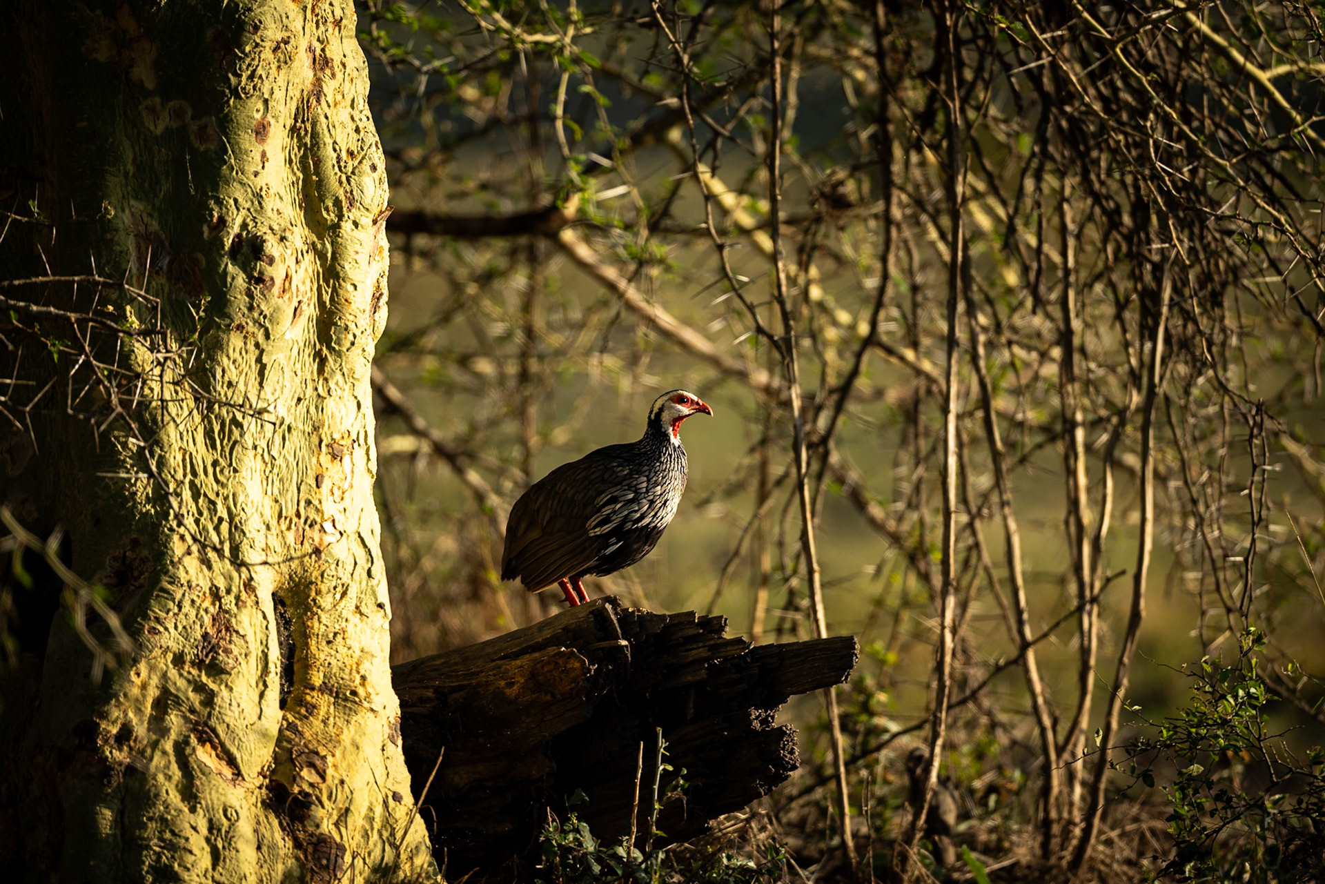 Red-necked spurfowl, Gorongosa, Mozambique