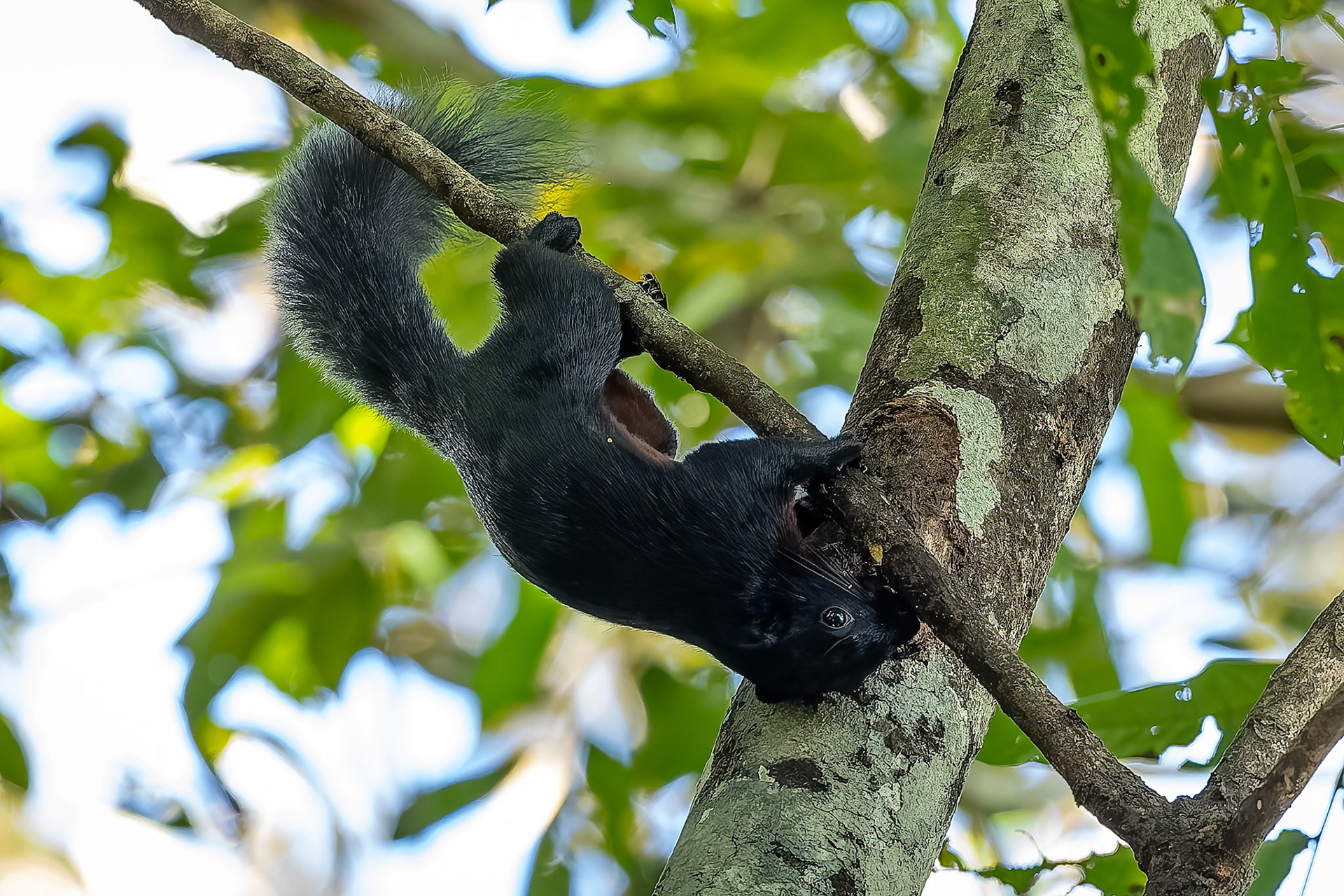 Prevost's squirrel, Sukau, Borneo