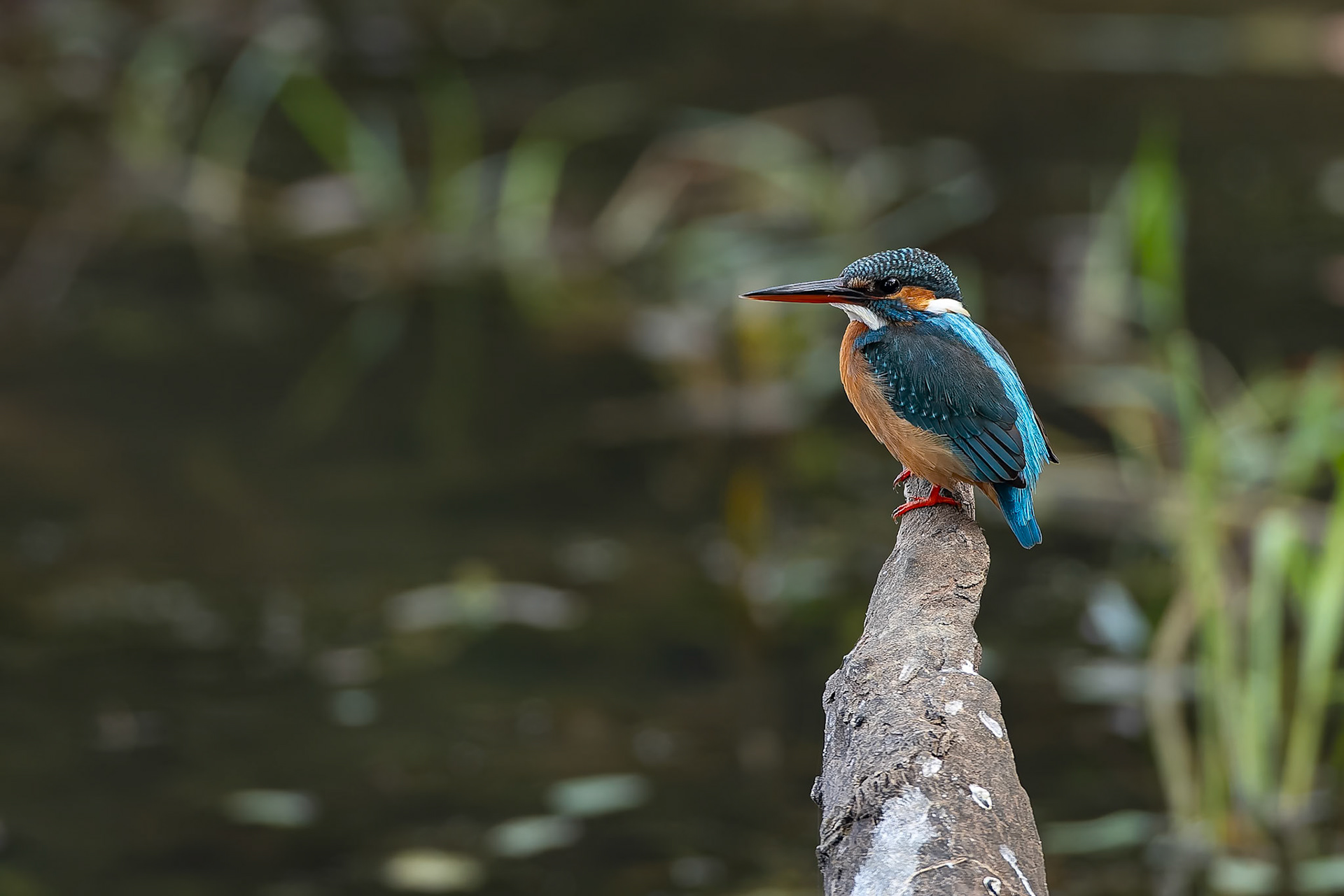 Common kingfisher, Khana