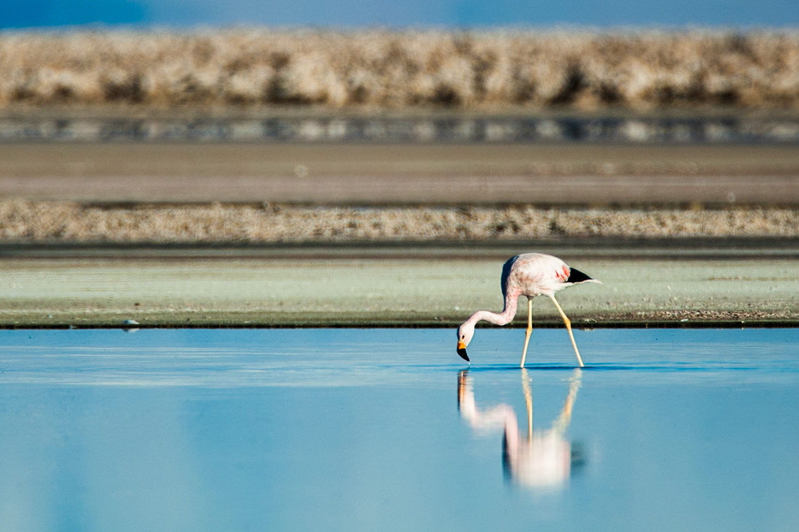 Andean flamingo, Salar de Atacama, Chaxa lagoon, Atacama, Chile