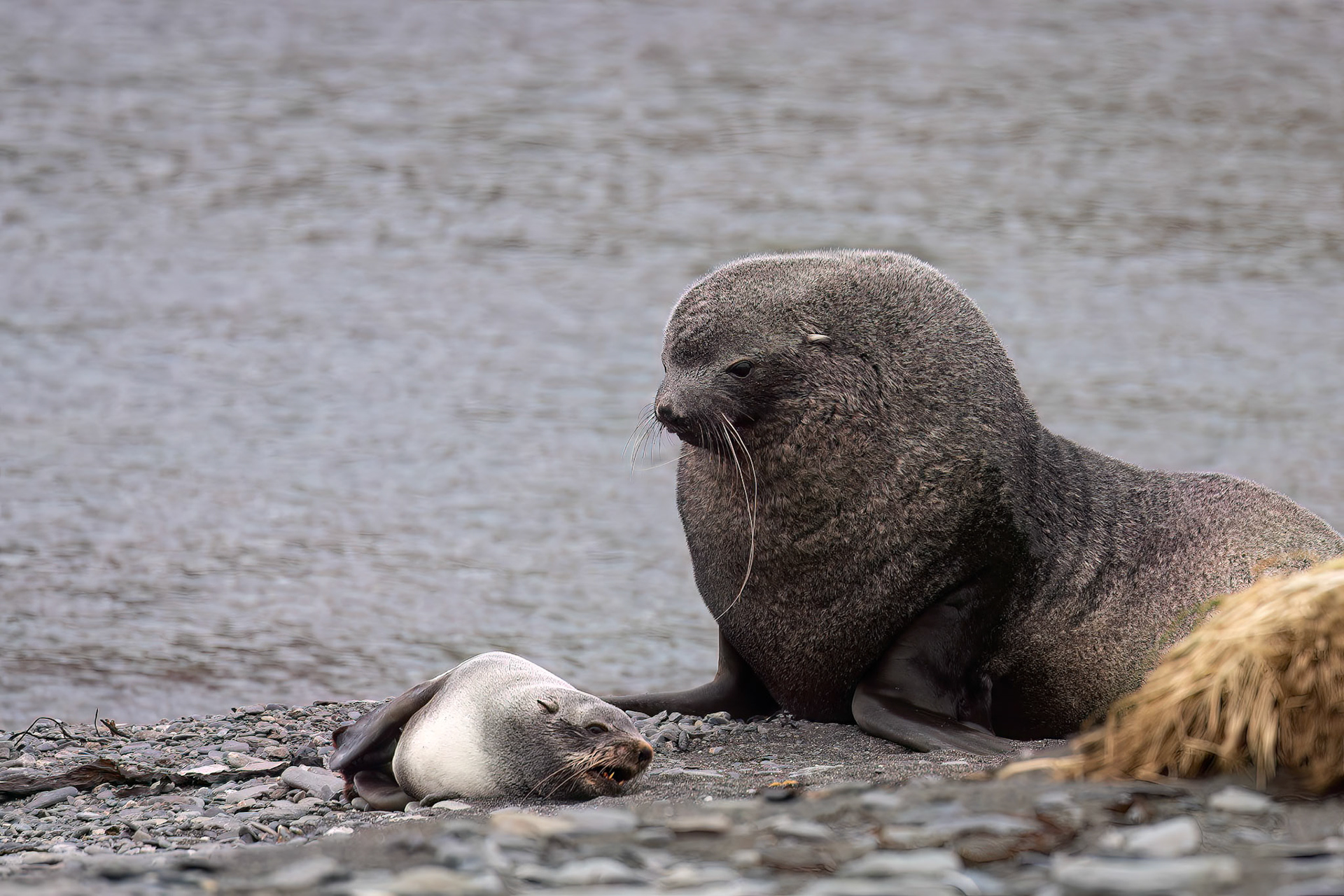 Antarctic fur seal, Rosita Bay, South Georgia